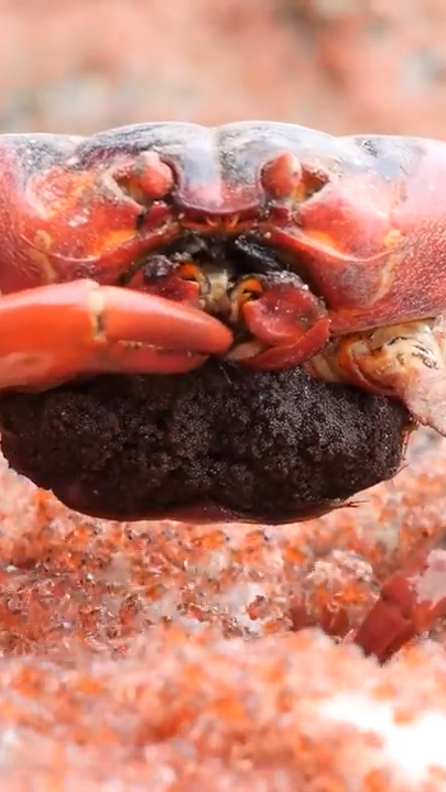 圣诞岛红蟹吃宝宝图片