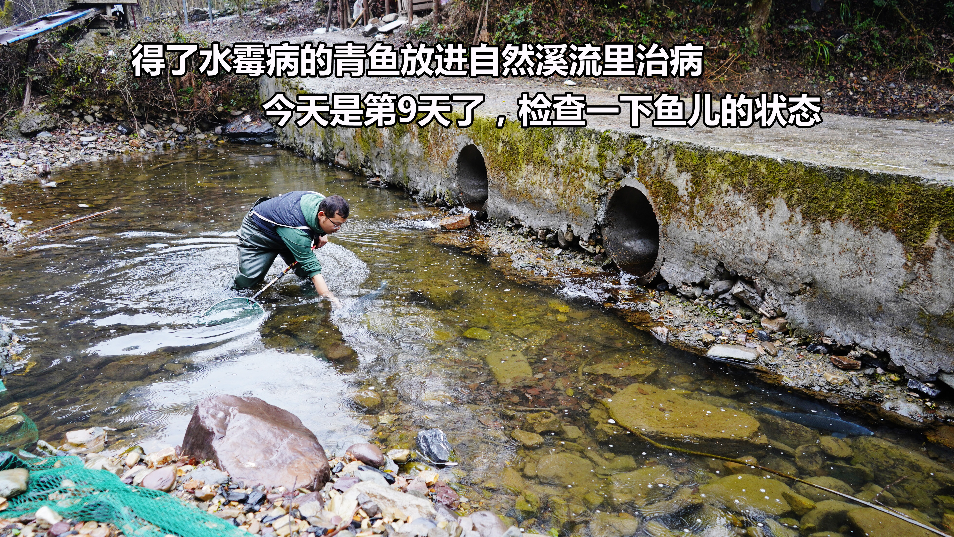 青鱼得了水霉病,把它放进自然溪流散养治病,9天时间了看下效果