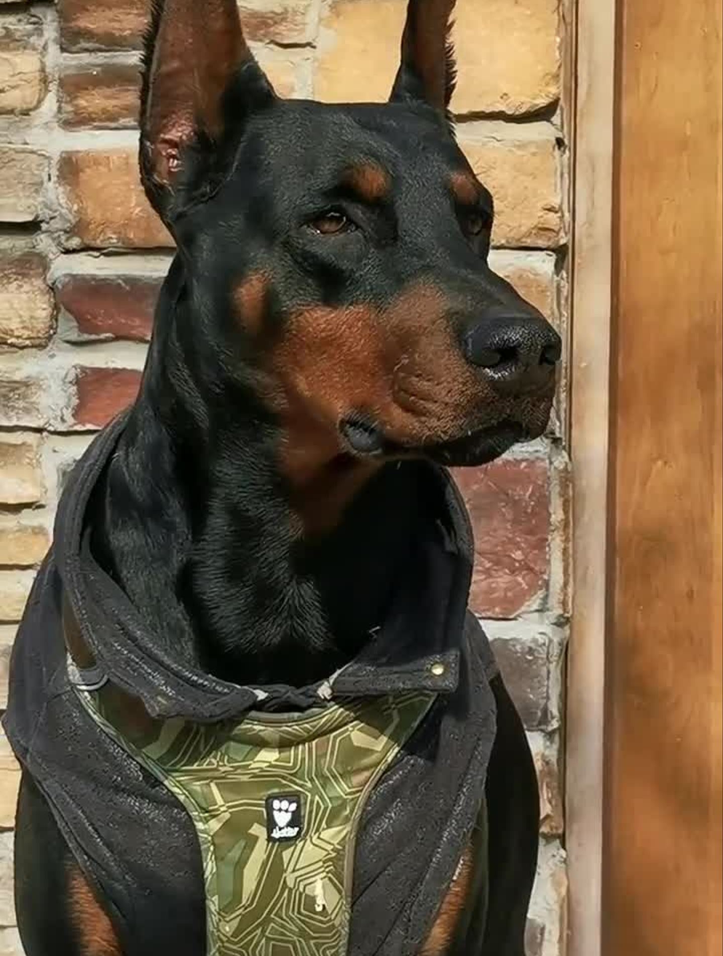 虎视眈眈杜宾犬黑虎豪横的黑虎