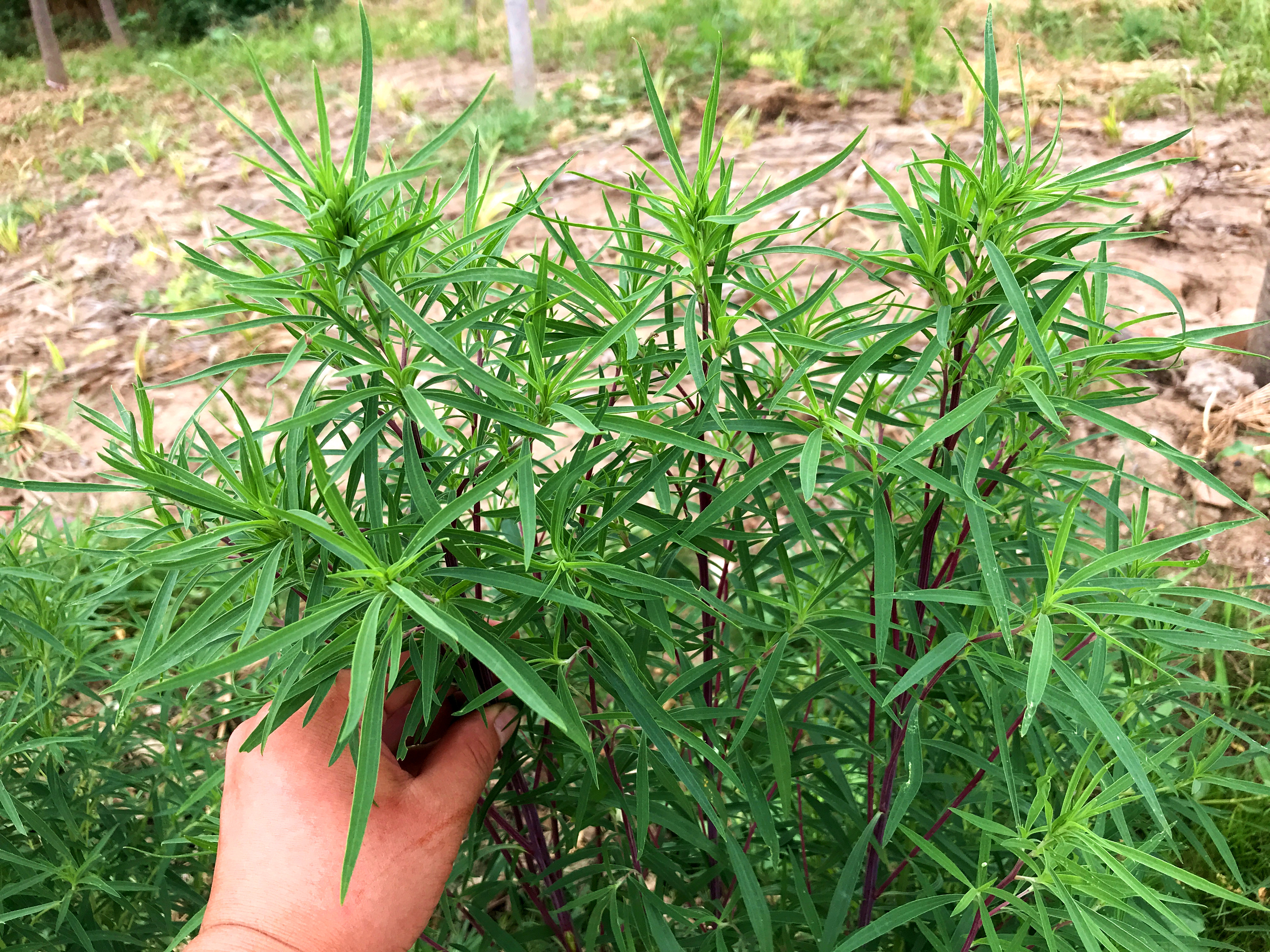 扫帚苗又叫“地肤子”,没想到它的价值这么好?摘点回家