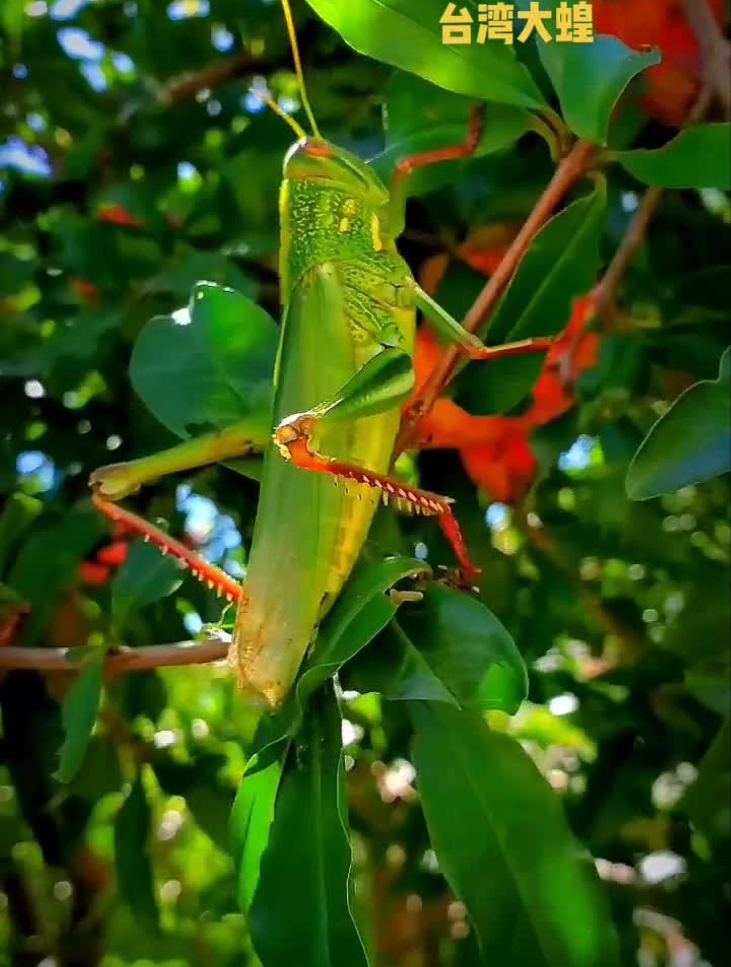 童年记忆中的巨型蝗虫,也是世上"最大"的蝗虫-度小视