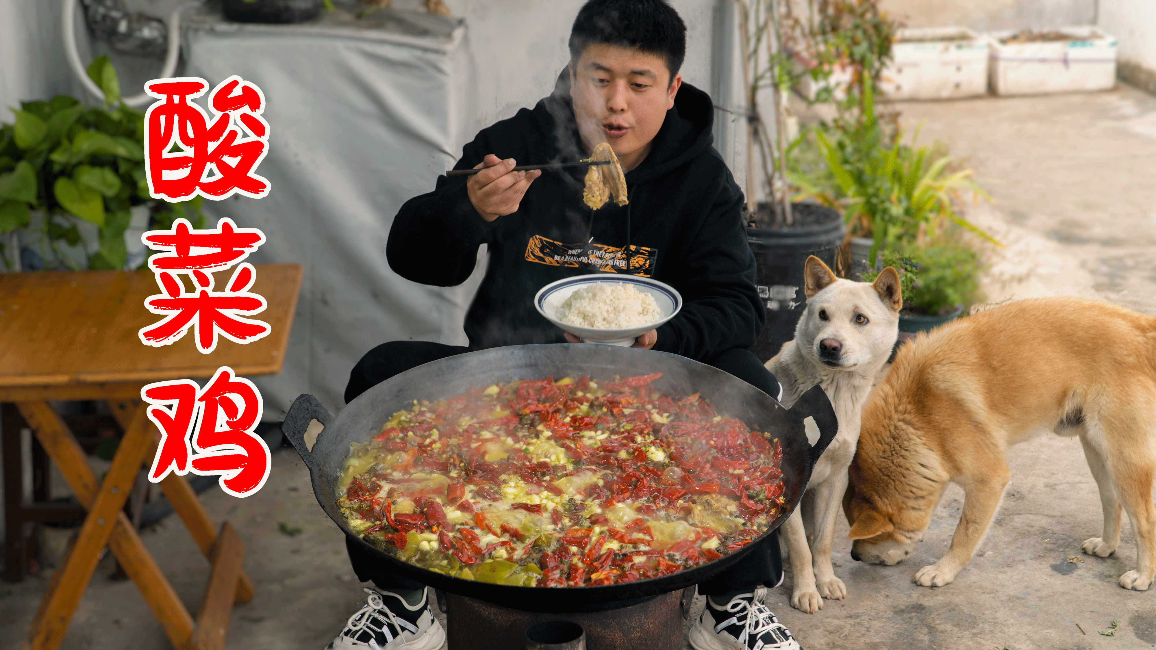 鸡和狗打架,我能有什么办法呢?