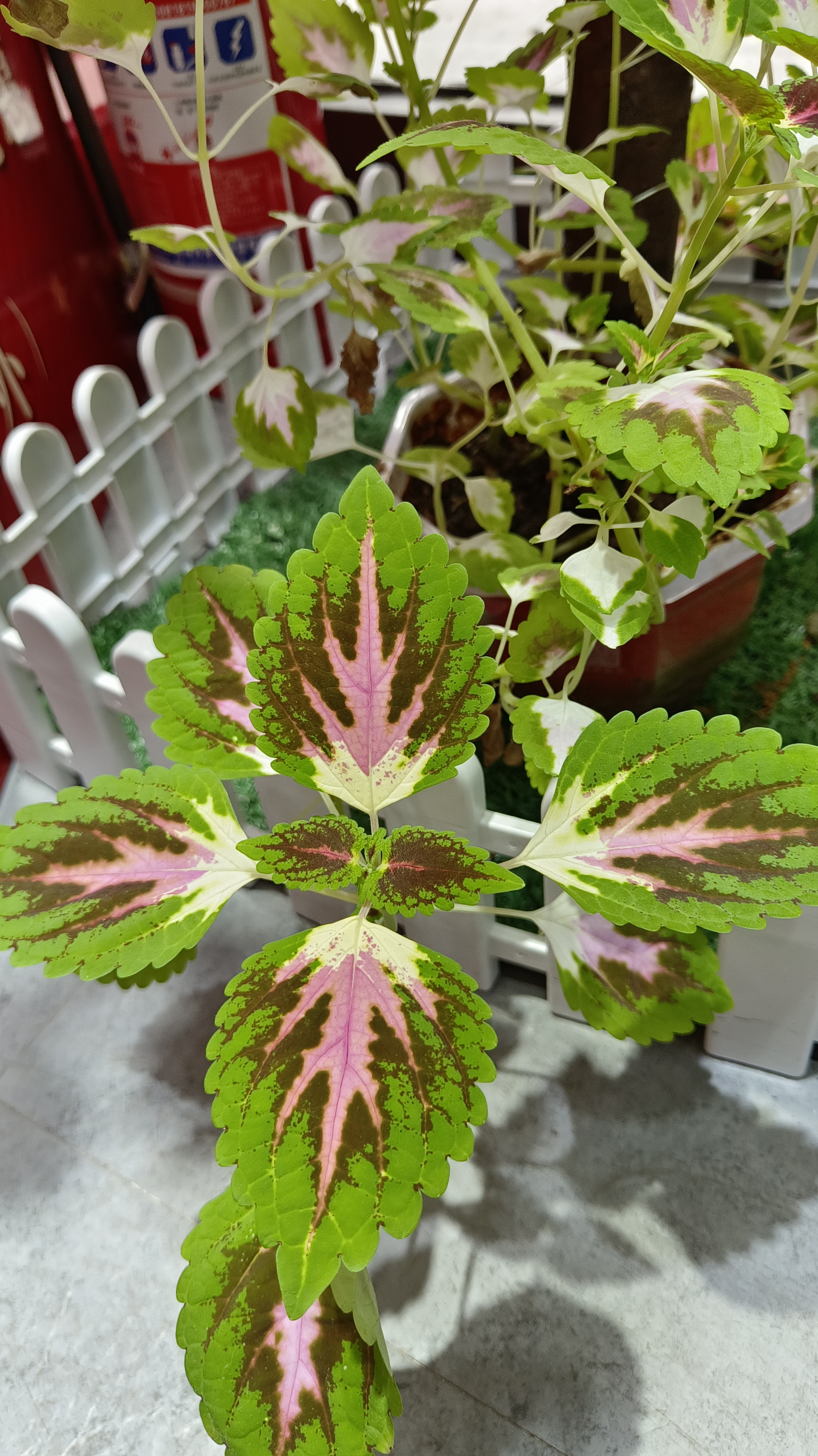 彩叶草-金边红叶