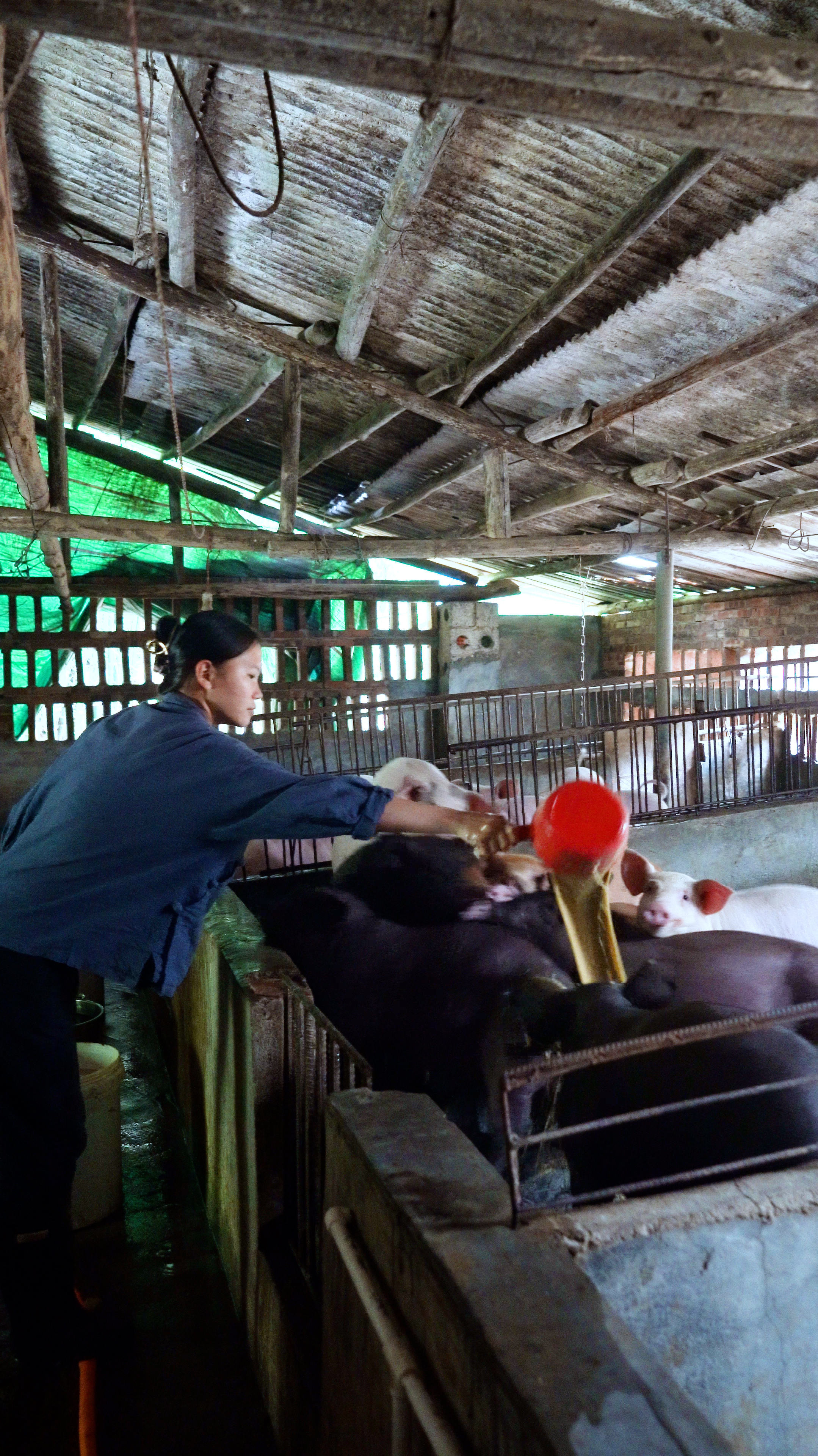 把猪仔喂得饱饱的我们这边现在很少人喂猪了晚上做盐焗鸡翅