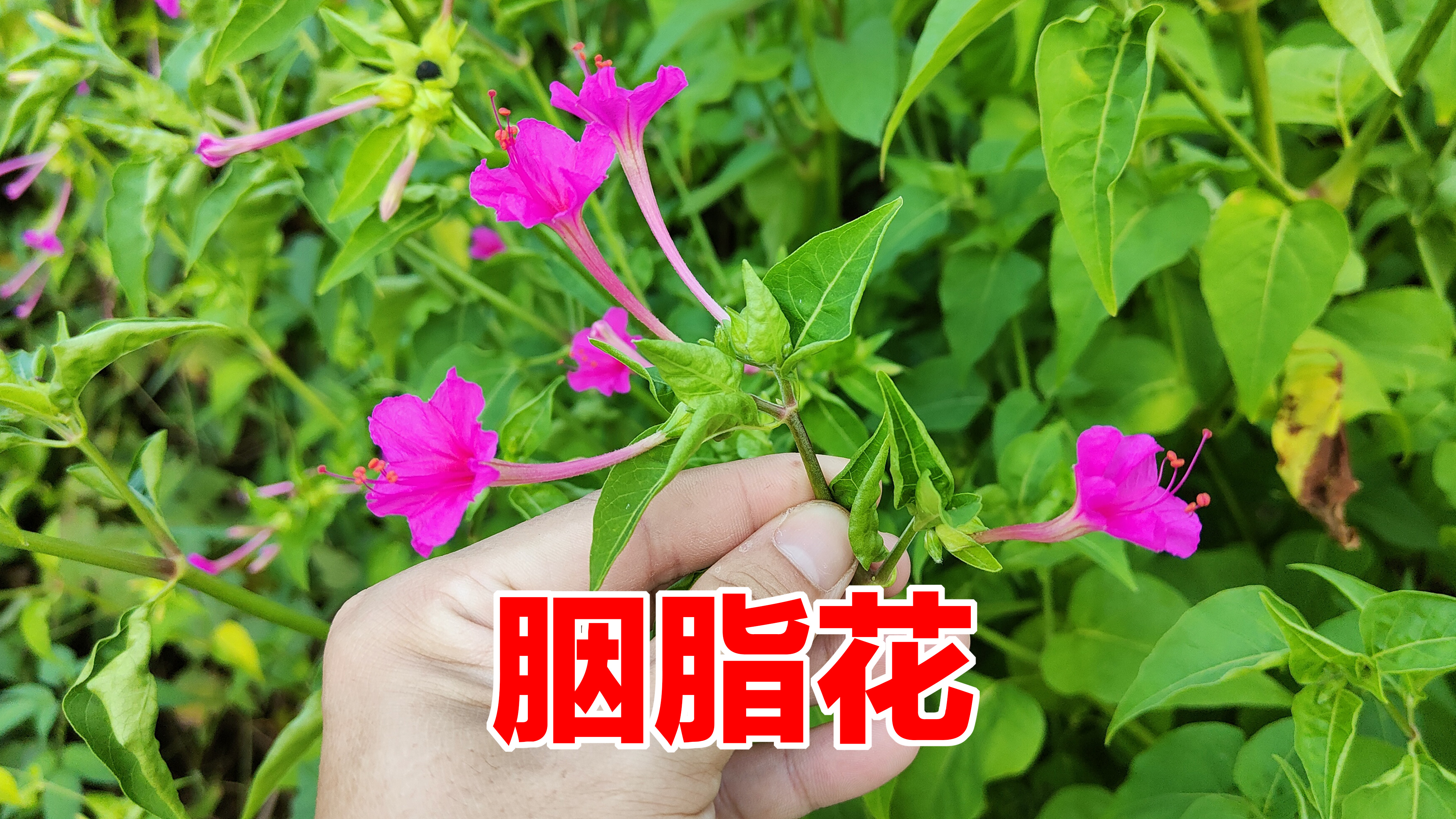农村胭脂花被称为“活血草”，若遇见请珍惜，解决了不少人的烦恼