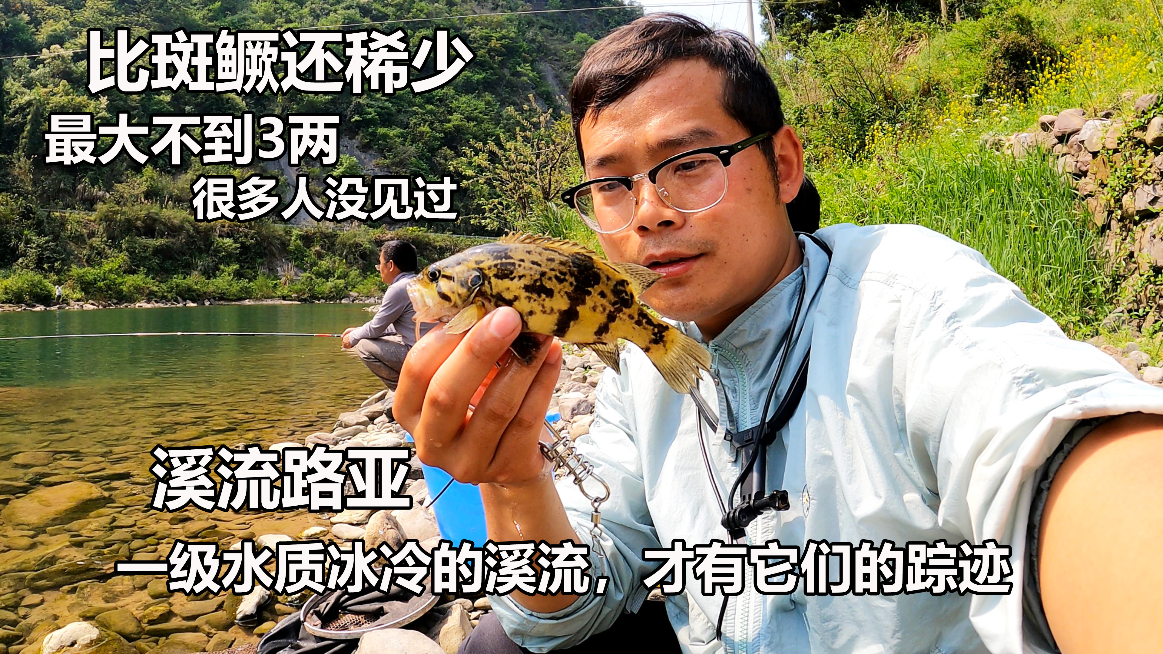 这种冷水鳜鱼比斑鳜还稀少,最大个体不过3两,能钓到真的很幸运