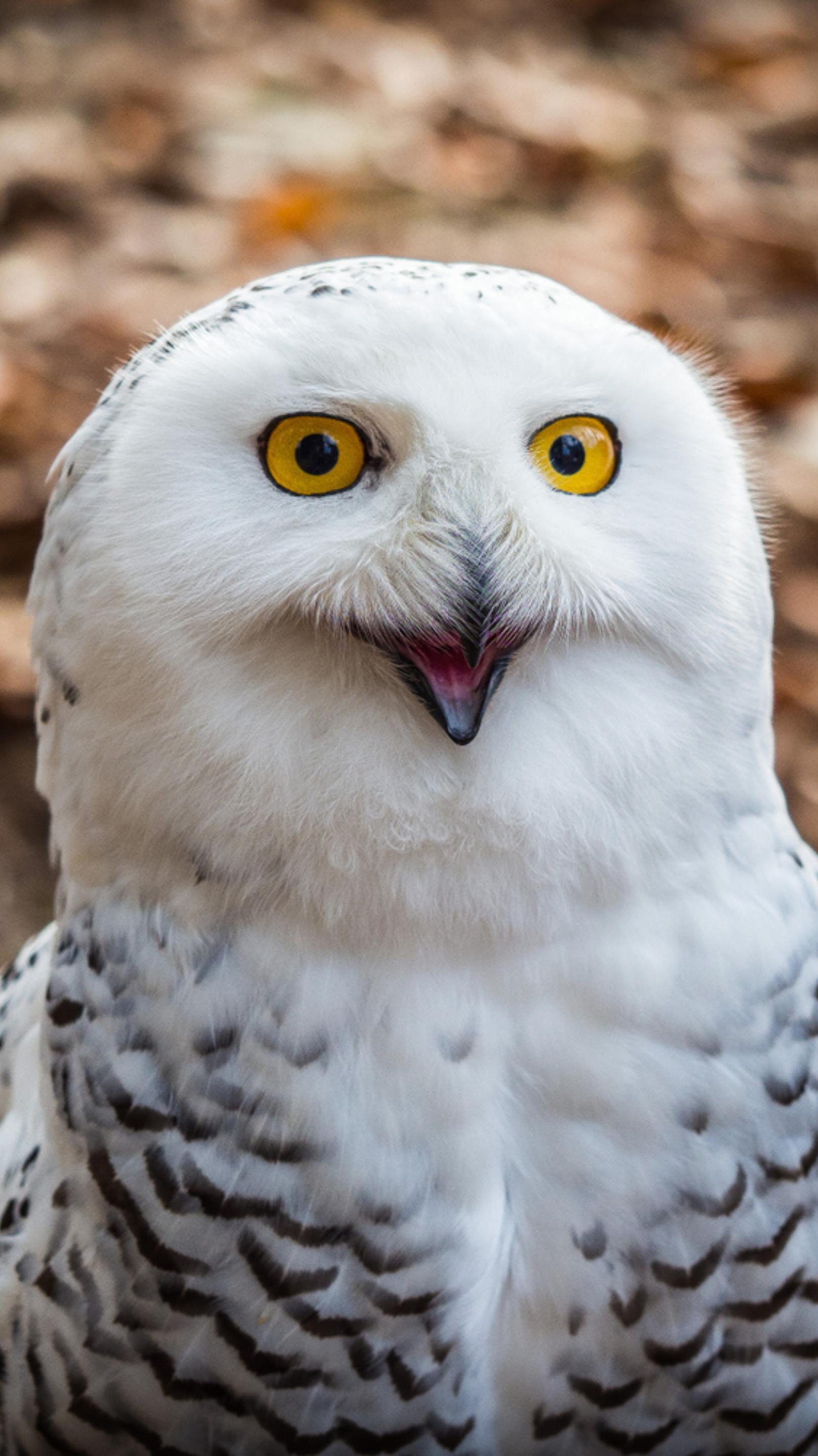 雪鸮:呆萌搞笑的鸟