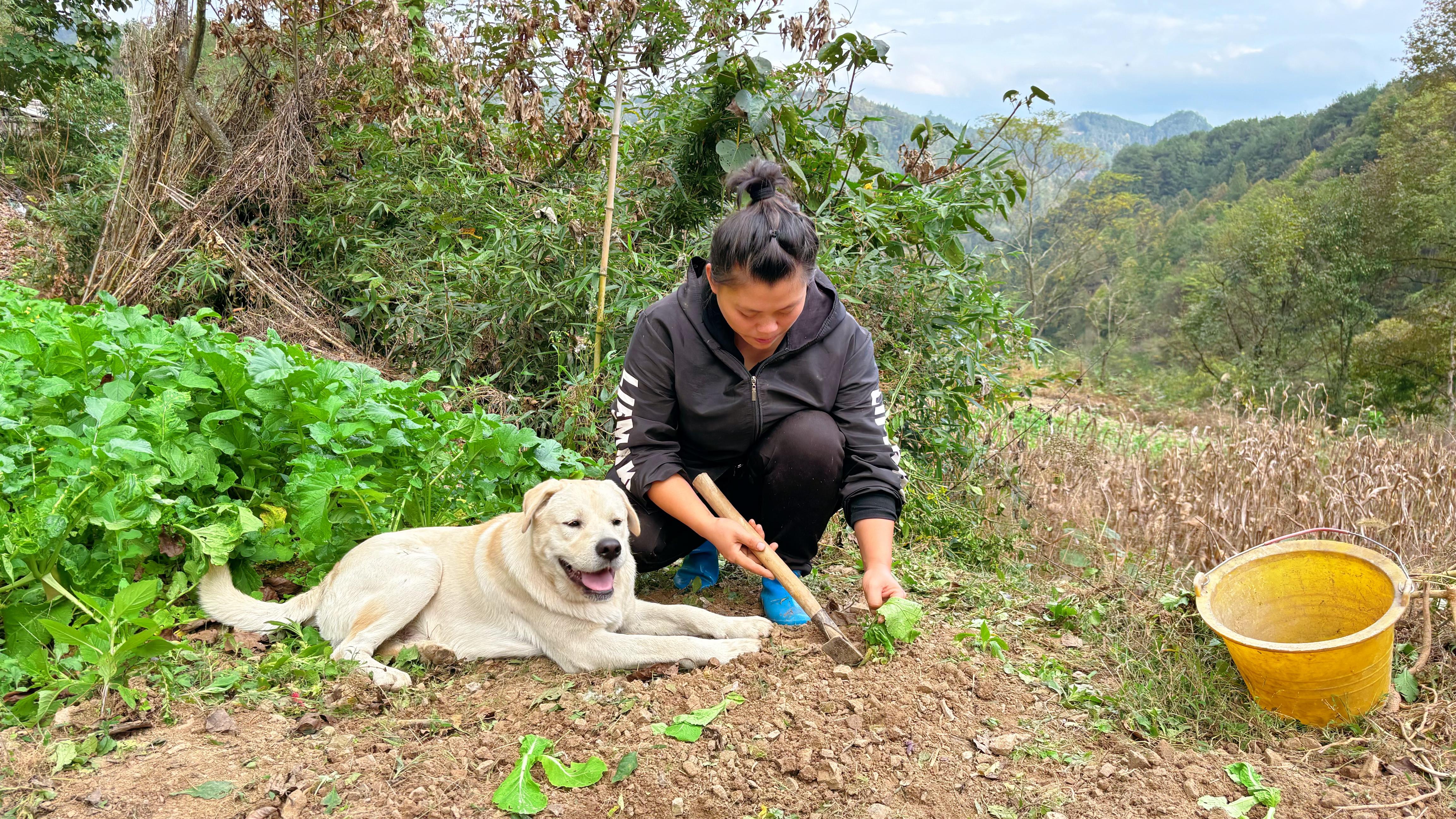 今天欧妹挖地栽一些芥菜,干完活做一锅大杂烩吃了两碗饭