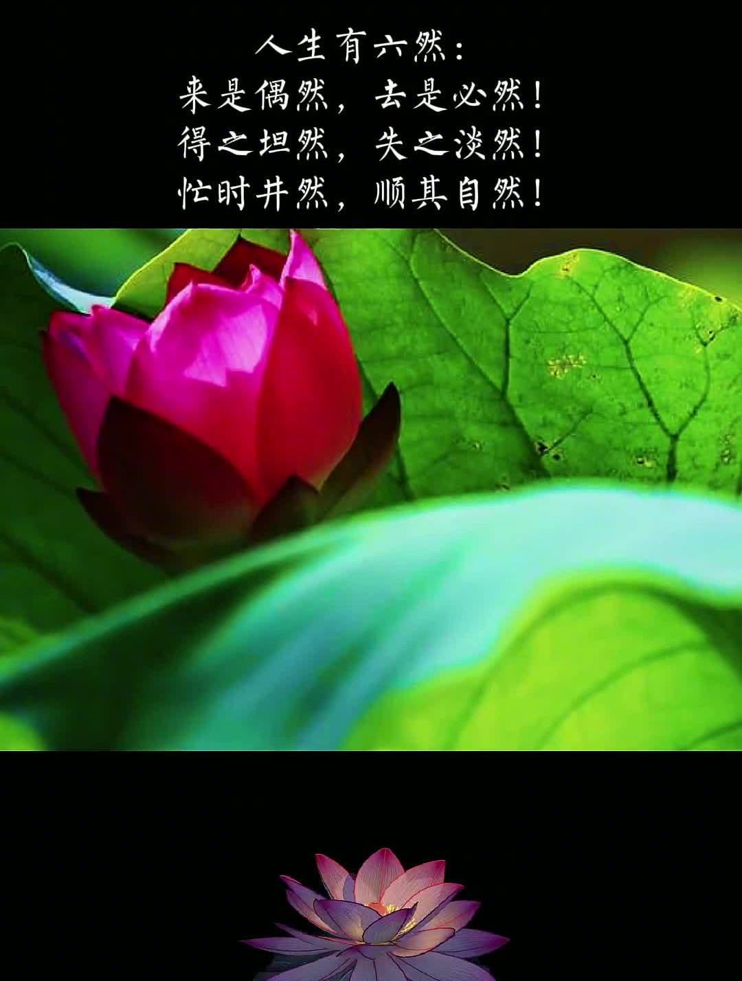 得之坦然,失之淡然!-度小视