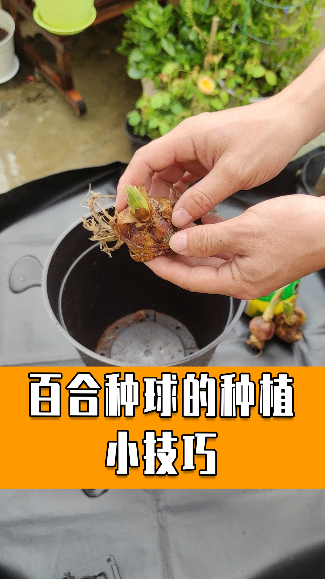 百合种球种植完整版