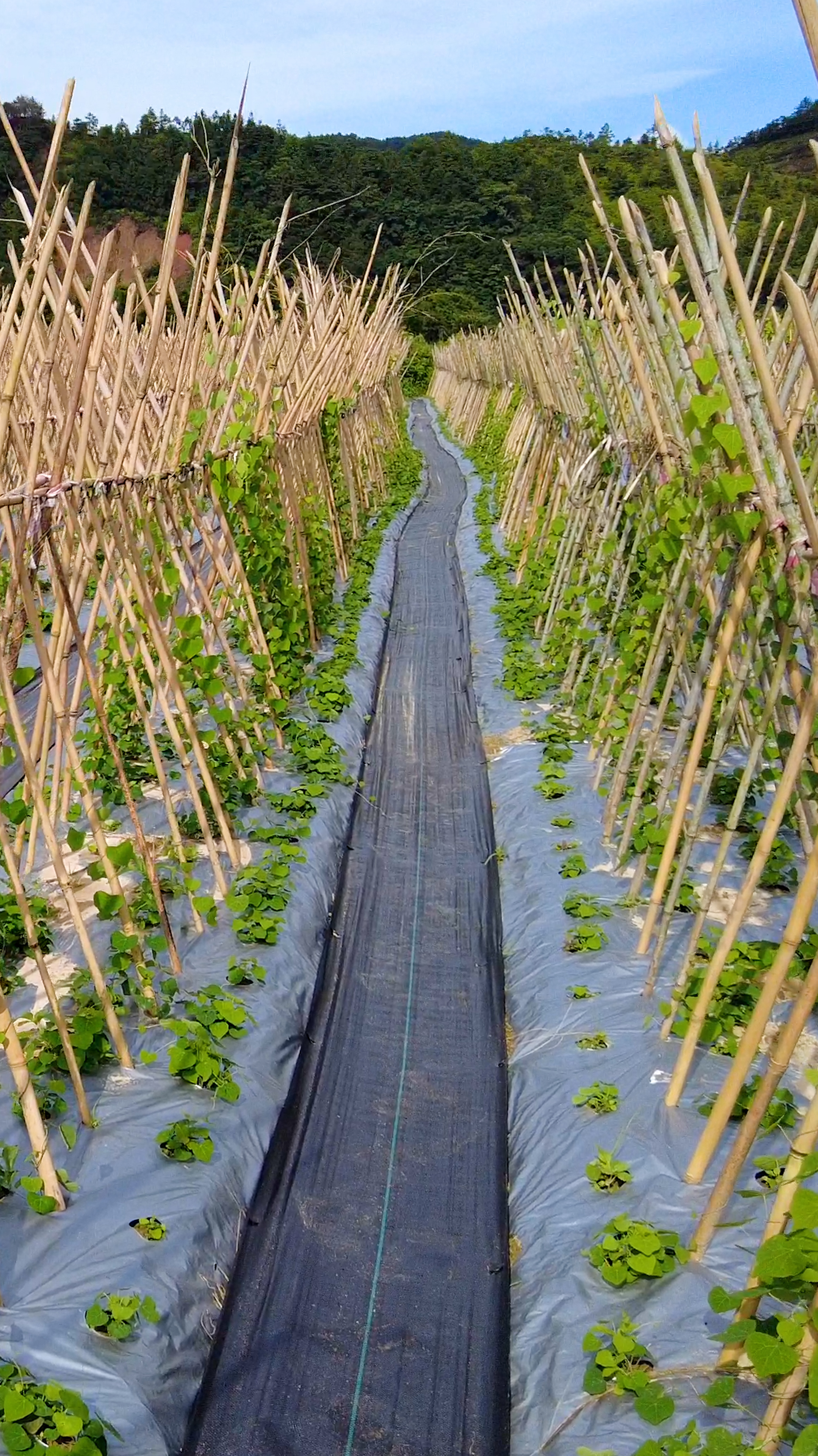 粉防己种植理论收益亩产396万实际产收6成也有20多万