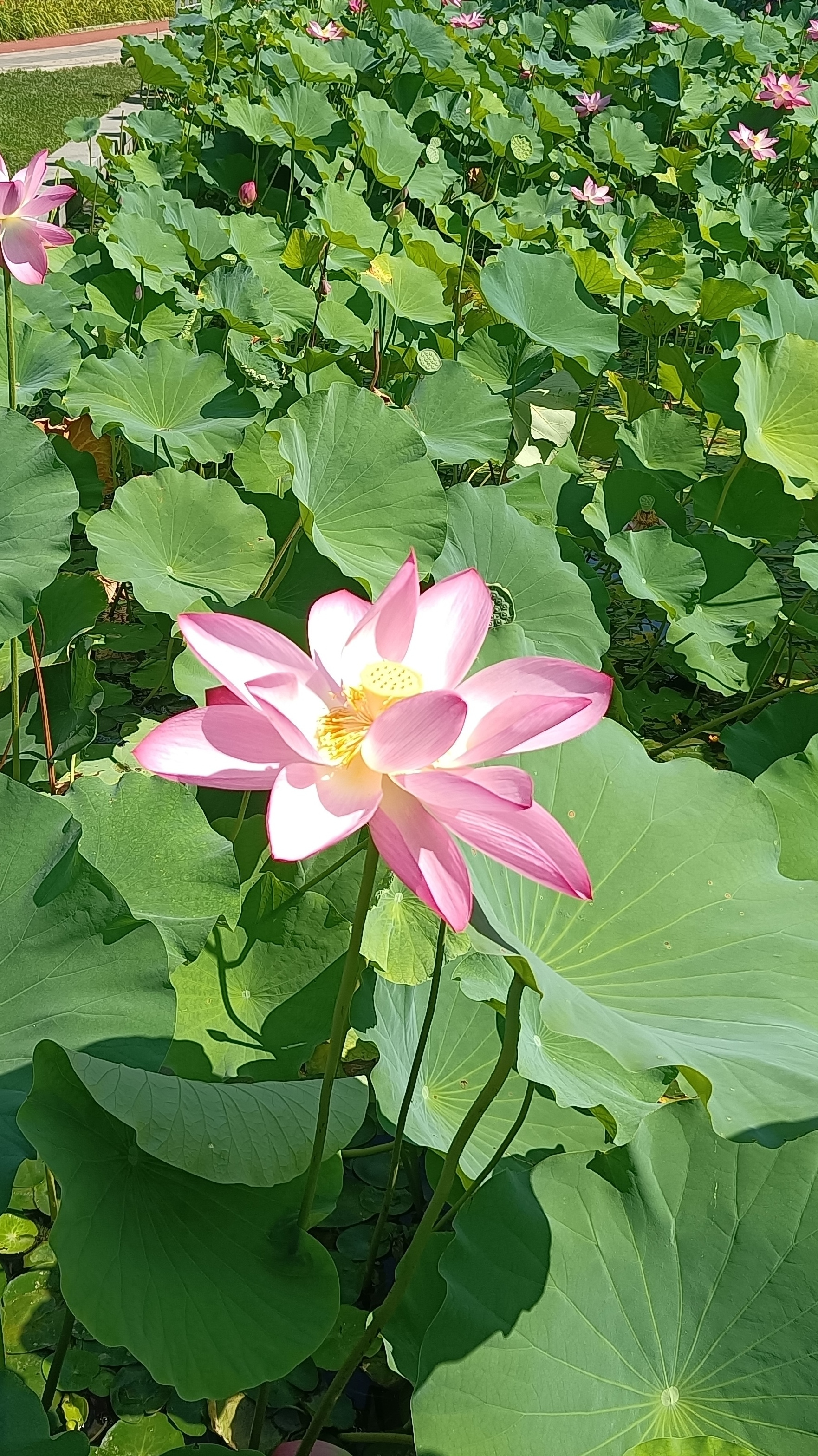 王小玮歌曲荷花谣望和公园北园盛开的荷花