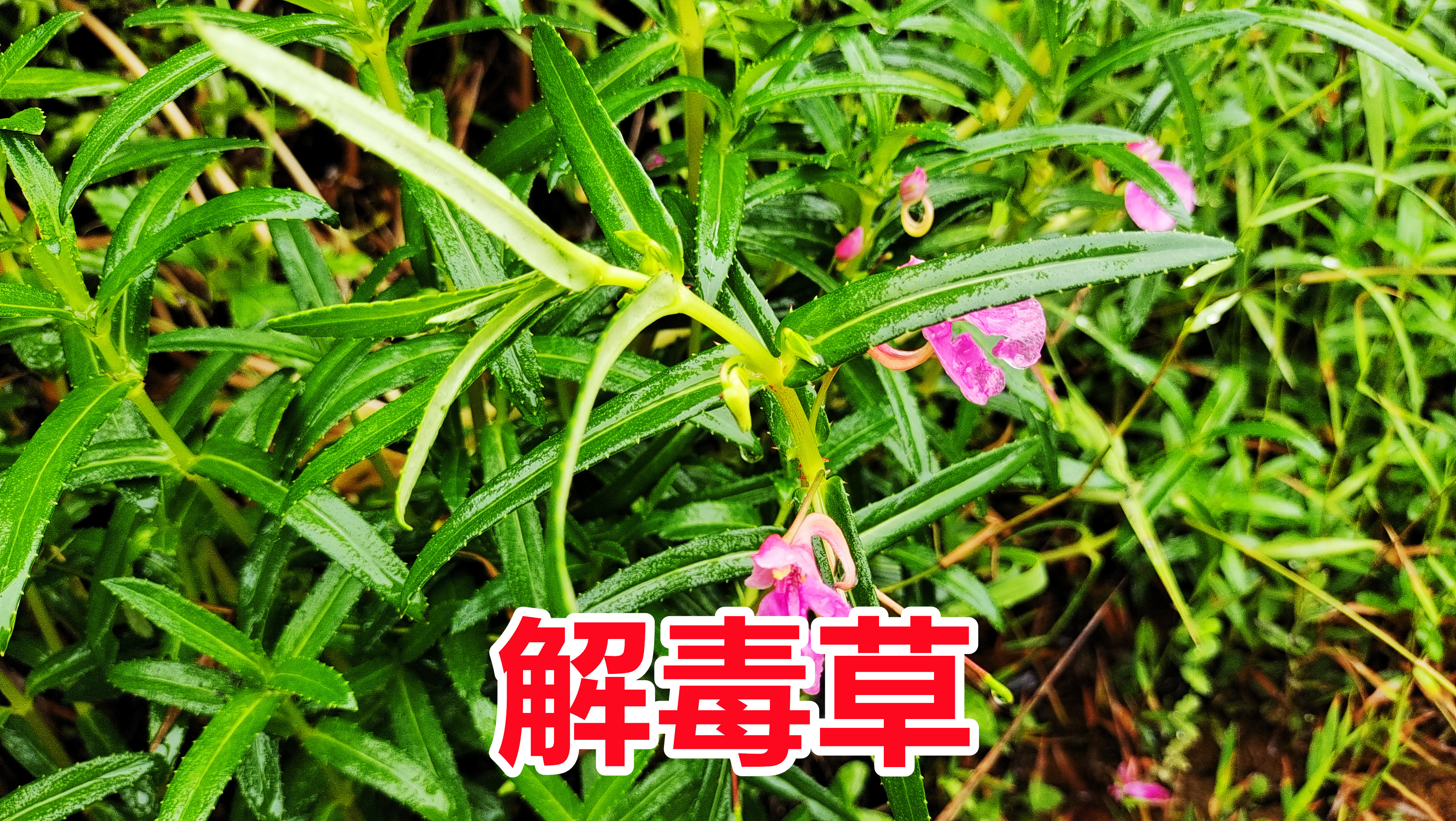 农村常见的野草,老人称它为“解毒草”,解决很多人生活的烦恼