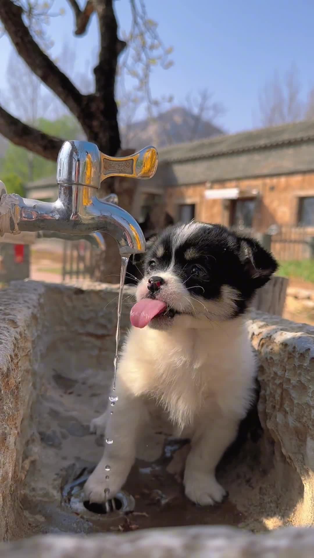 小花狗喝水