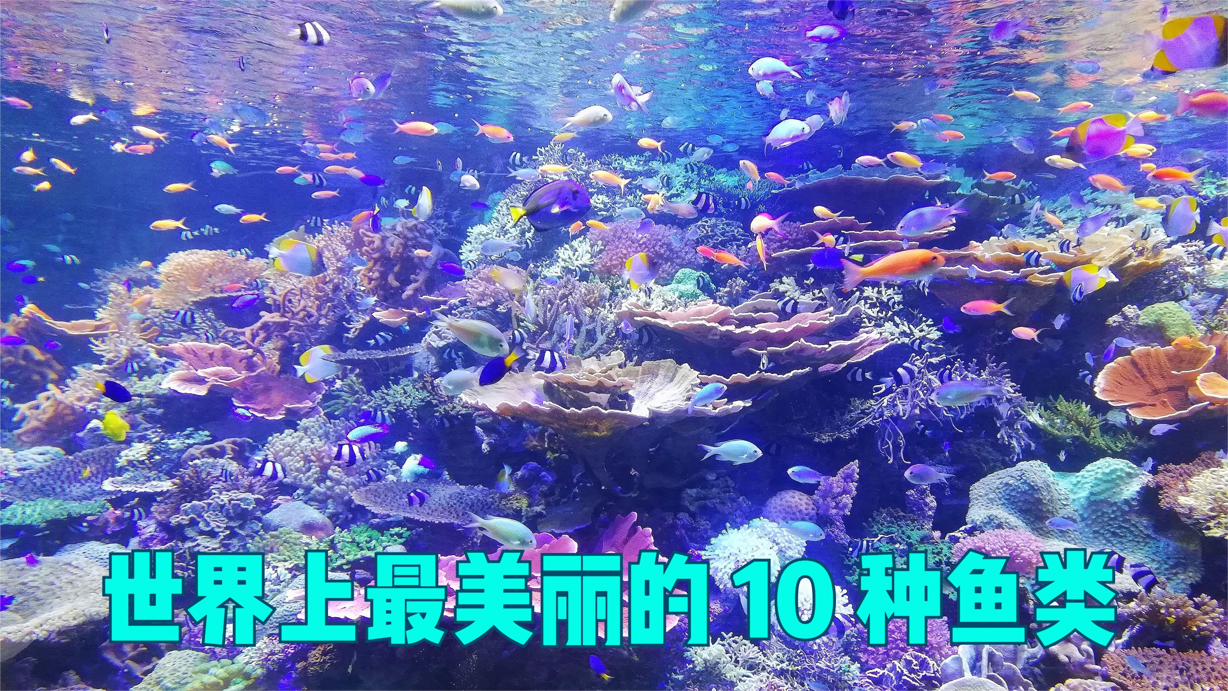 世界上最漂亮的鱼类,盘点10种最美的观赏鱼,你喜欢哪一种呢?