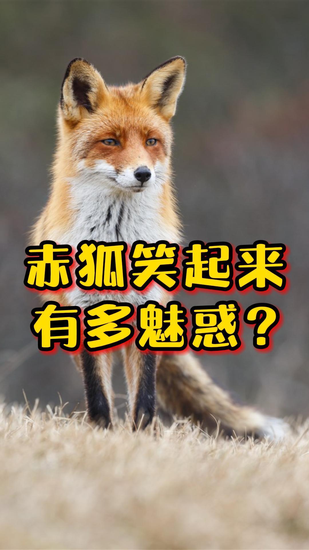 赤狐笑起来让你难以想象实在是太魅惑了