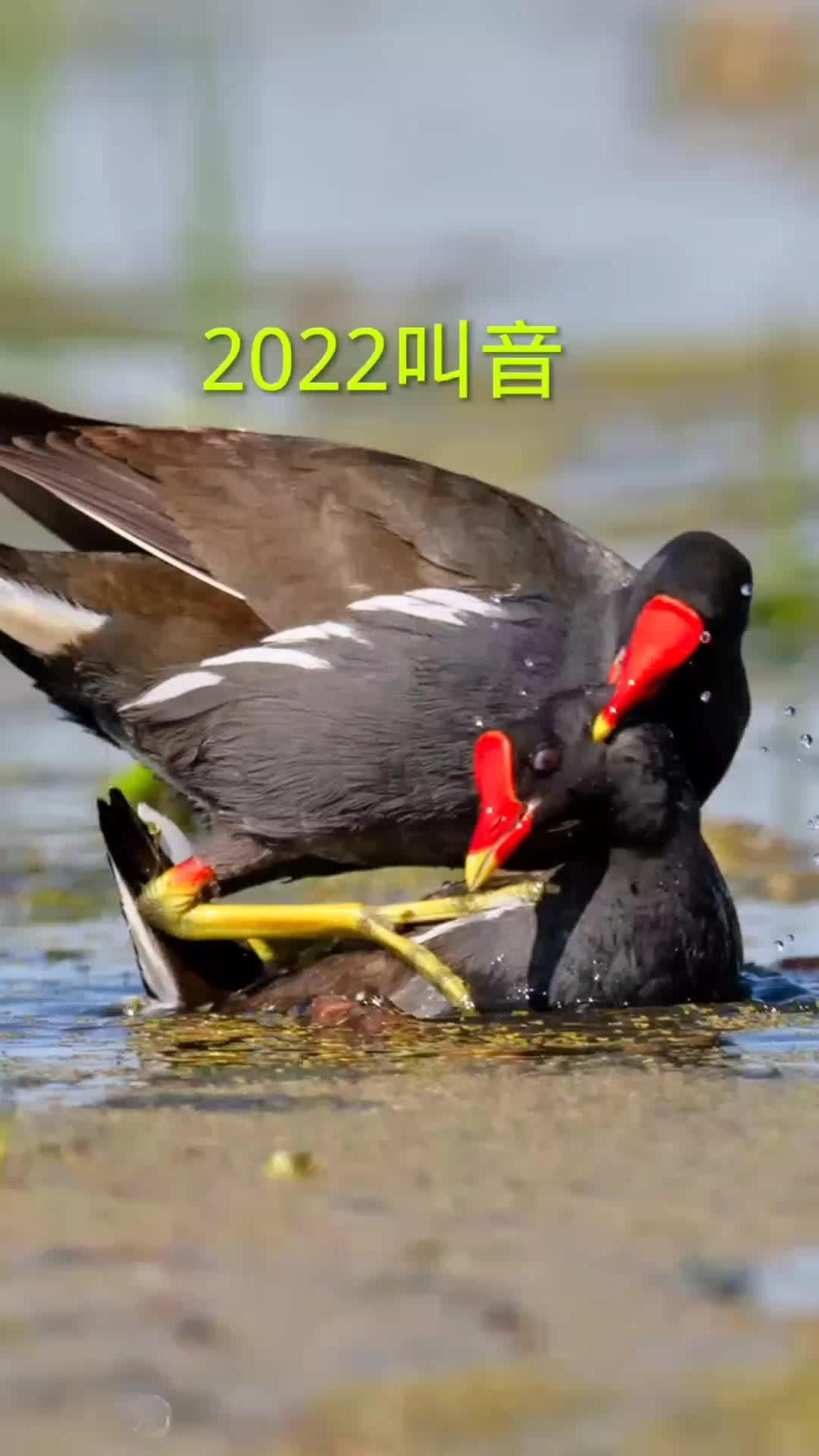 动物鸟世界 水鸡叫声