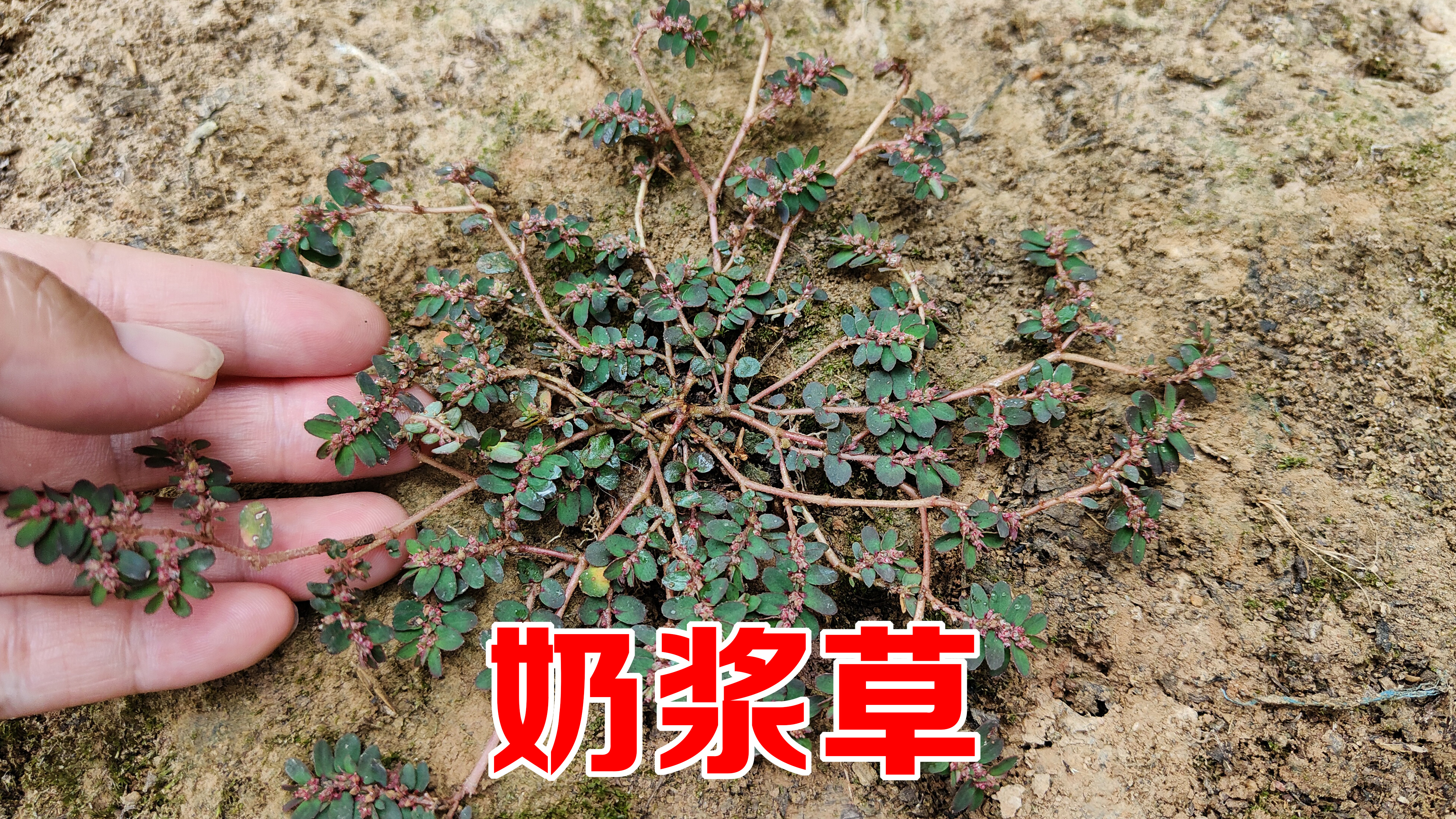 农村珍贵的“奶浆草”,用来煮鸡蛋作用厉害了,可惜很多人不知道