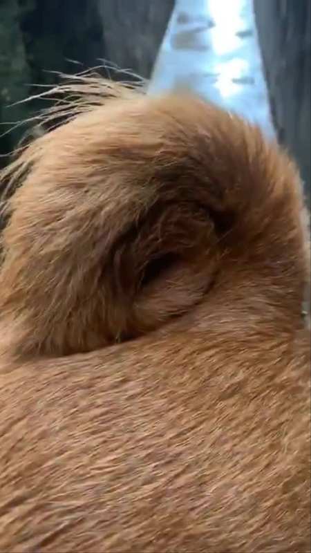 金钱尾在土狗里来说是旺财狗-度小视