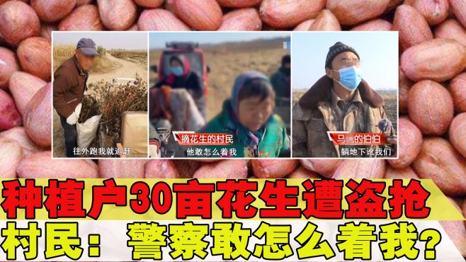 [图]种植户30亩花生遭盗抢，一女子叫嚣：警察也不敢怎么着我！