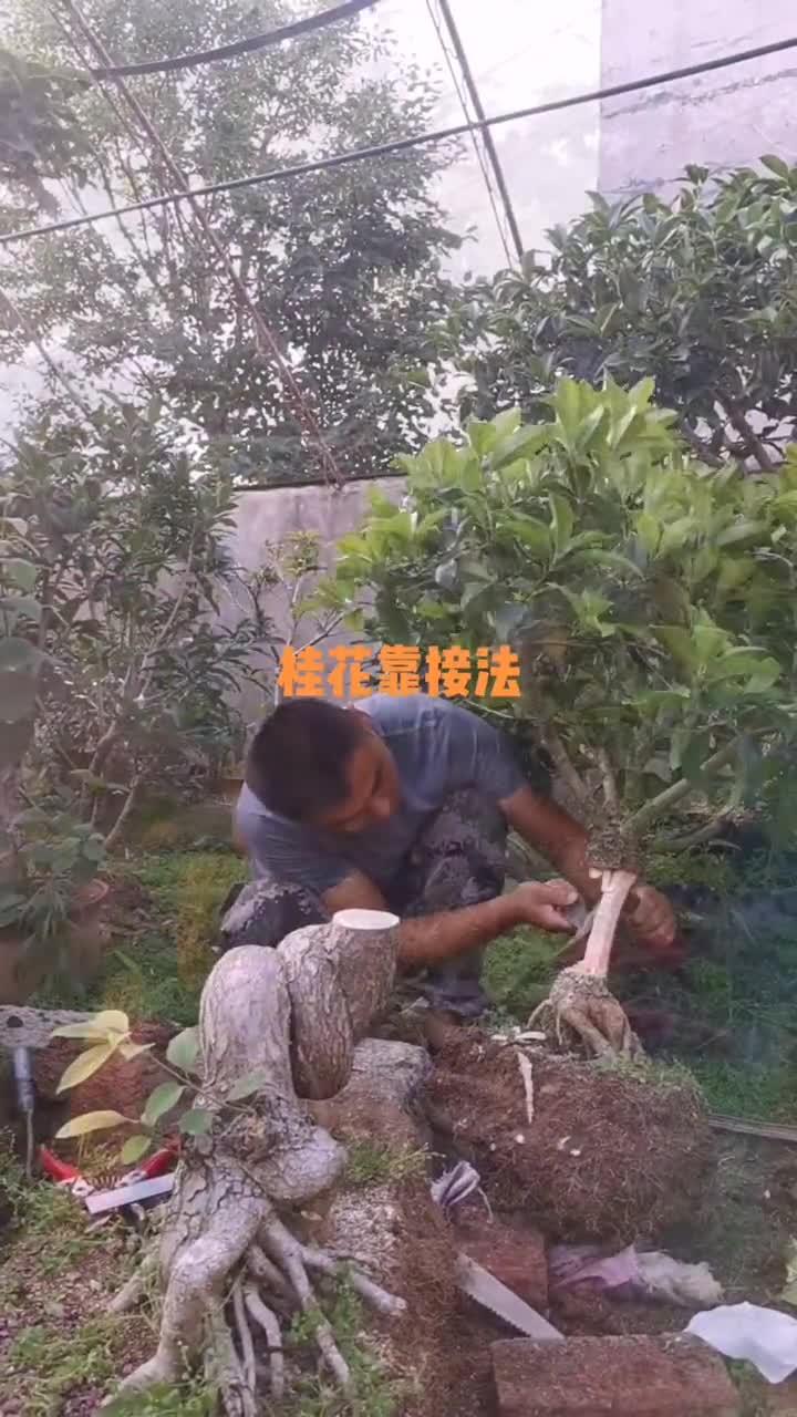 桂花一次成型靠接法,操作很简单,快学起来吧