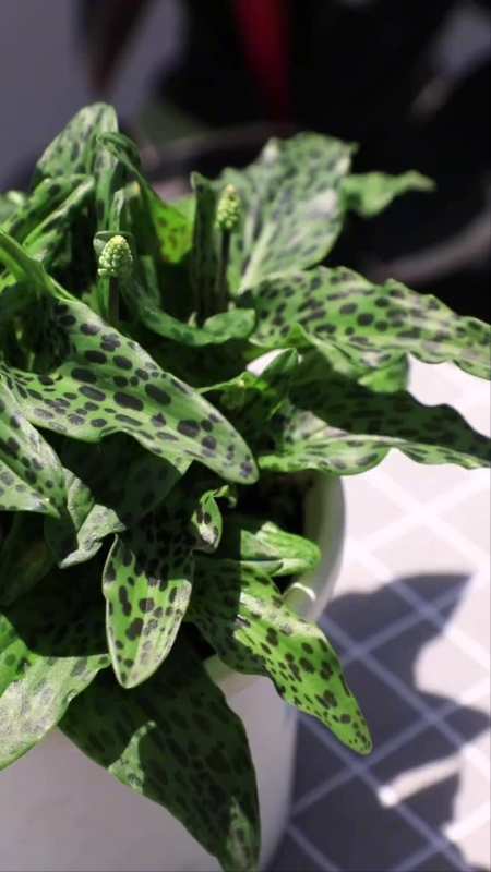 油点百合开花了,像一串串的小葡萄-度小视