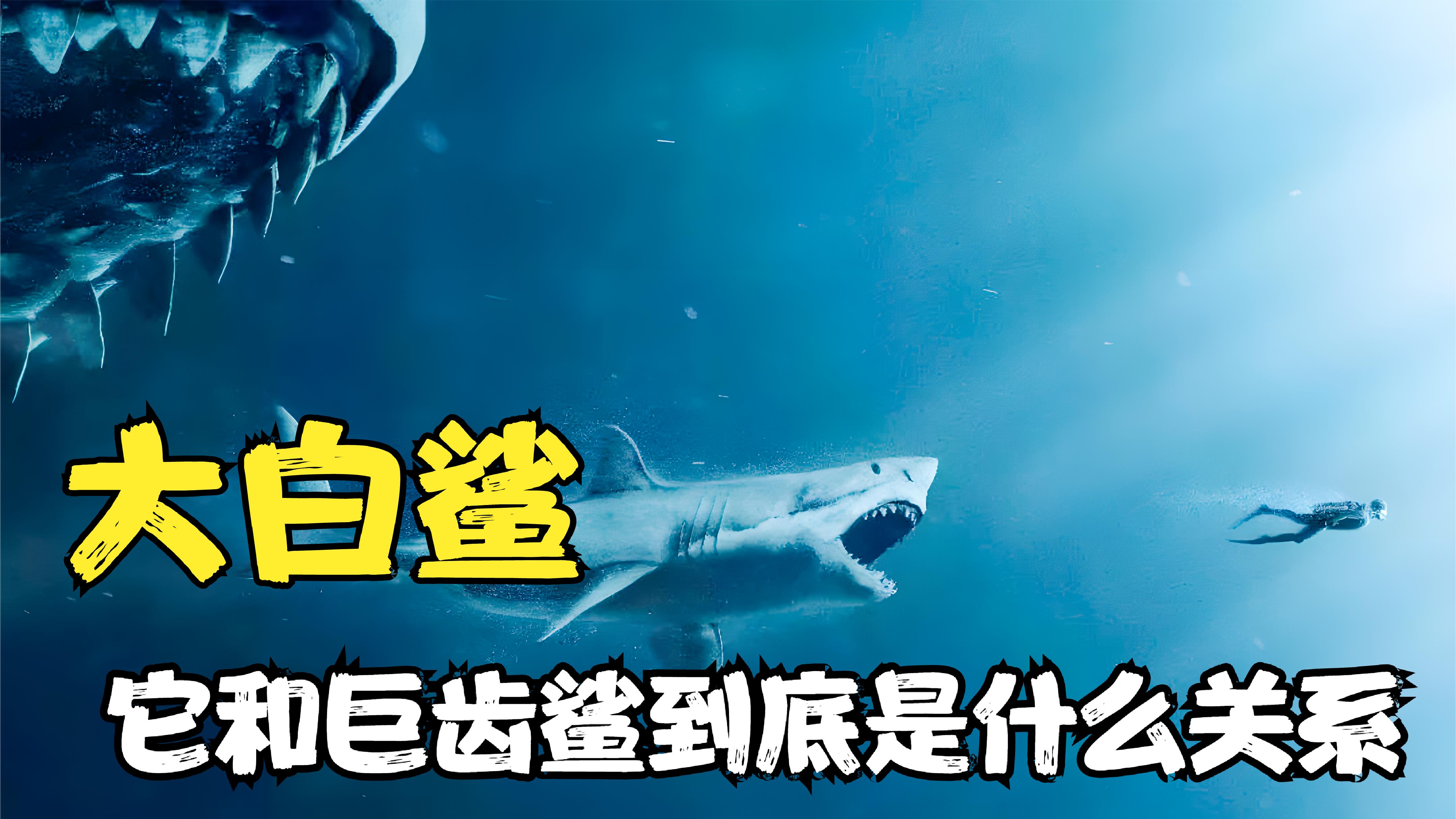 大白鲨:揭开鲨鱼的隐藏秘密!巨齿鲨和大白鲨到底有着什么关系?