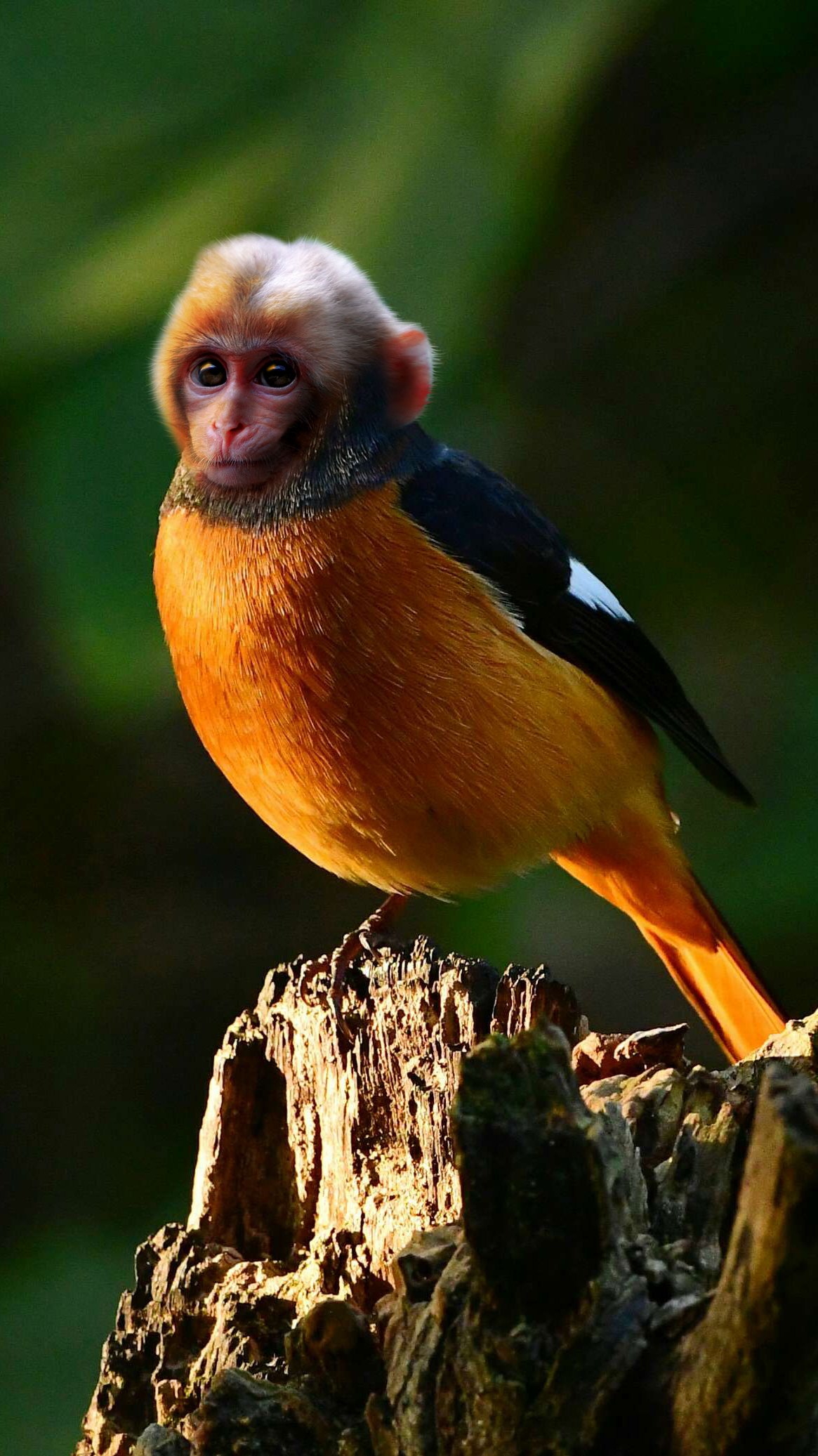 搞怪的合成图片之猴鸟