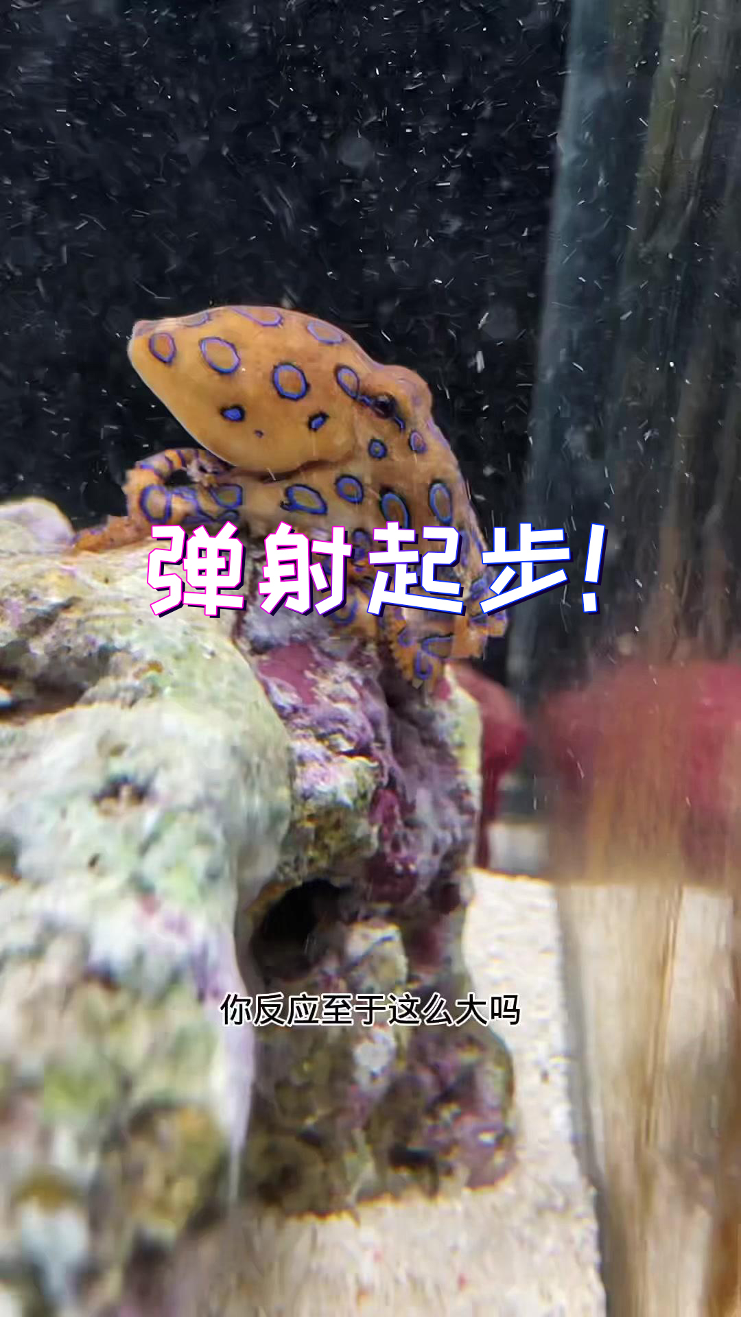 王小怪养蓝环章鱼图片