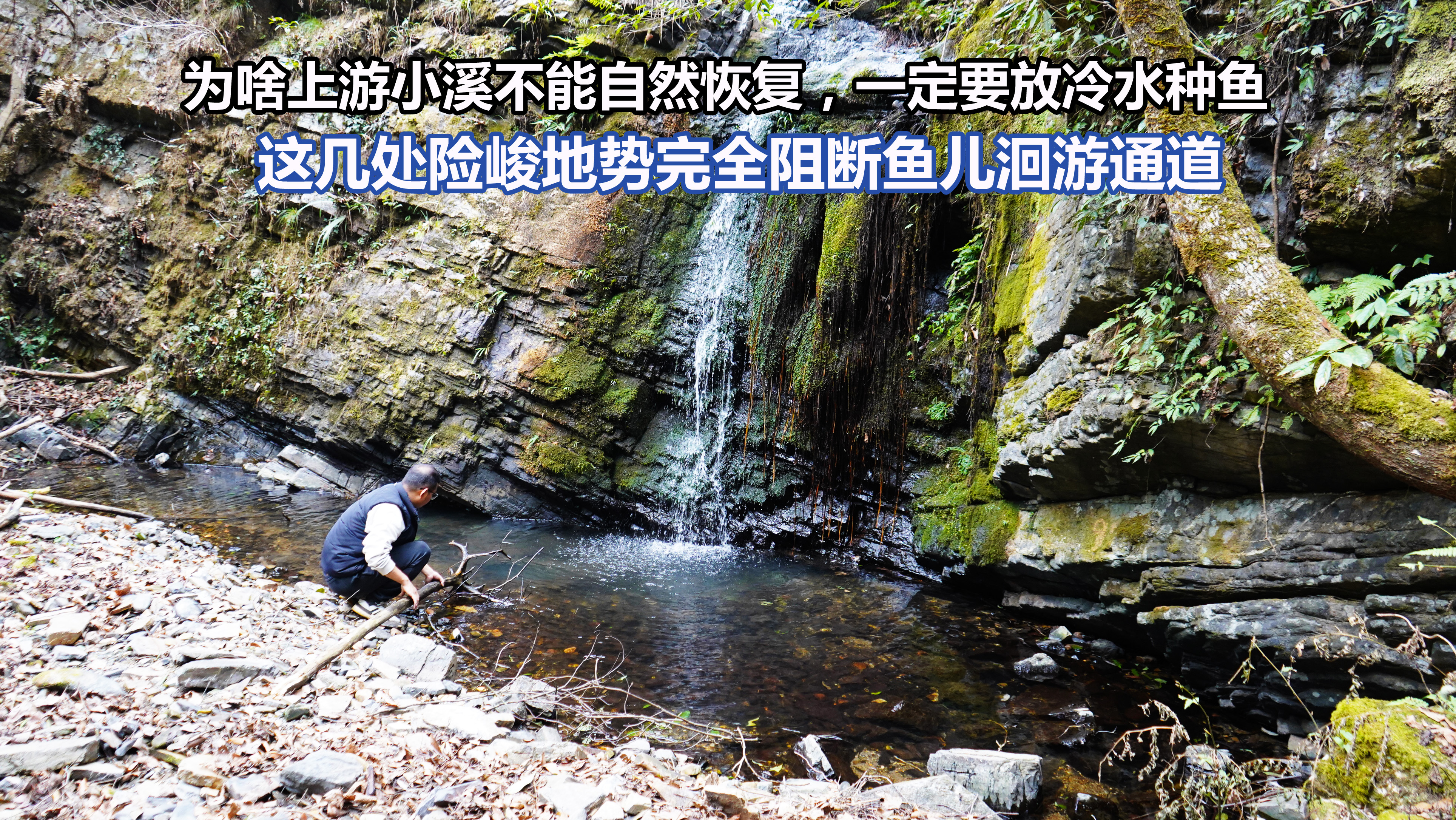 险峻地势完全阻断鱼洄游通道,自然恢复鱼群几乎为零,不得不放流