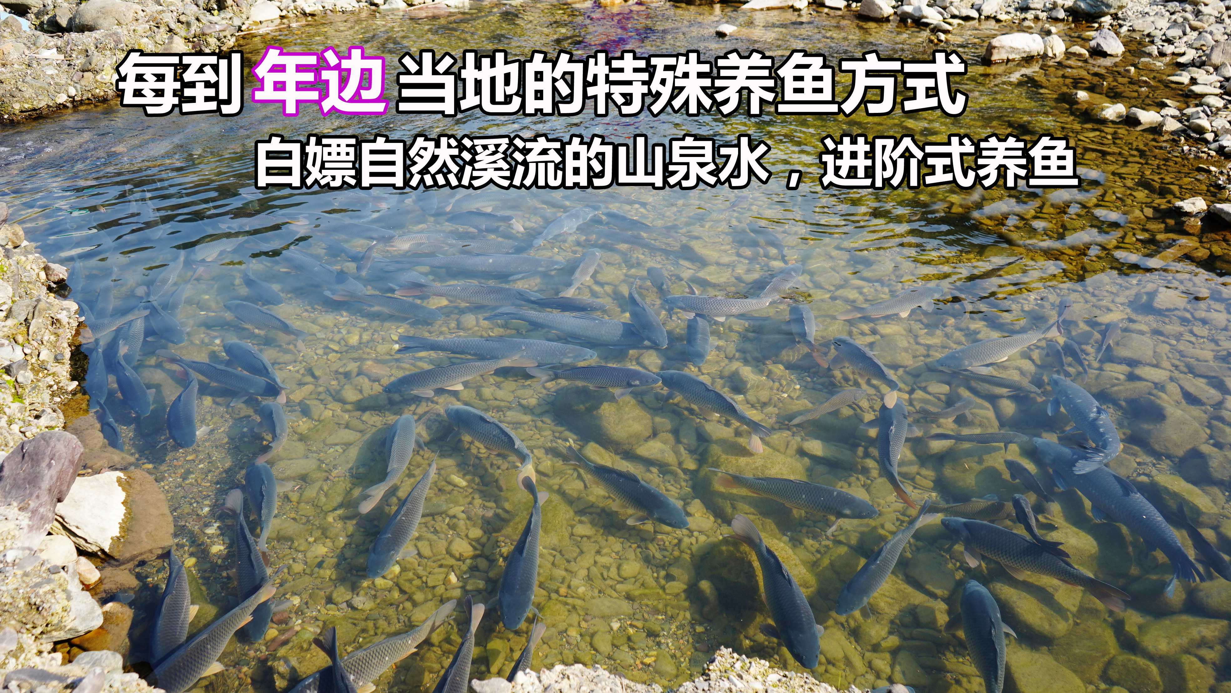 清空鱼塘的鱼转入溪流,白嫖山泉水养鱼,年底就靠这种模式赚大钱