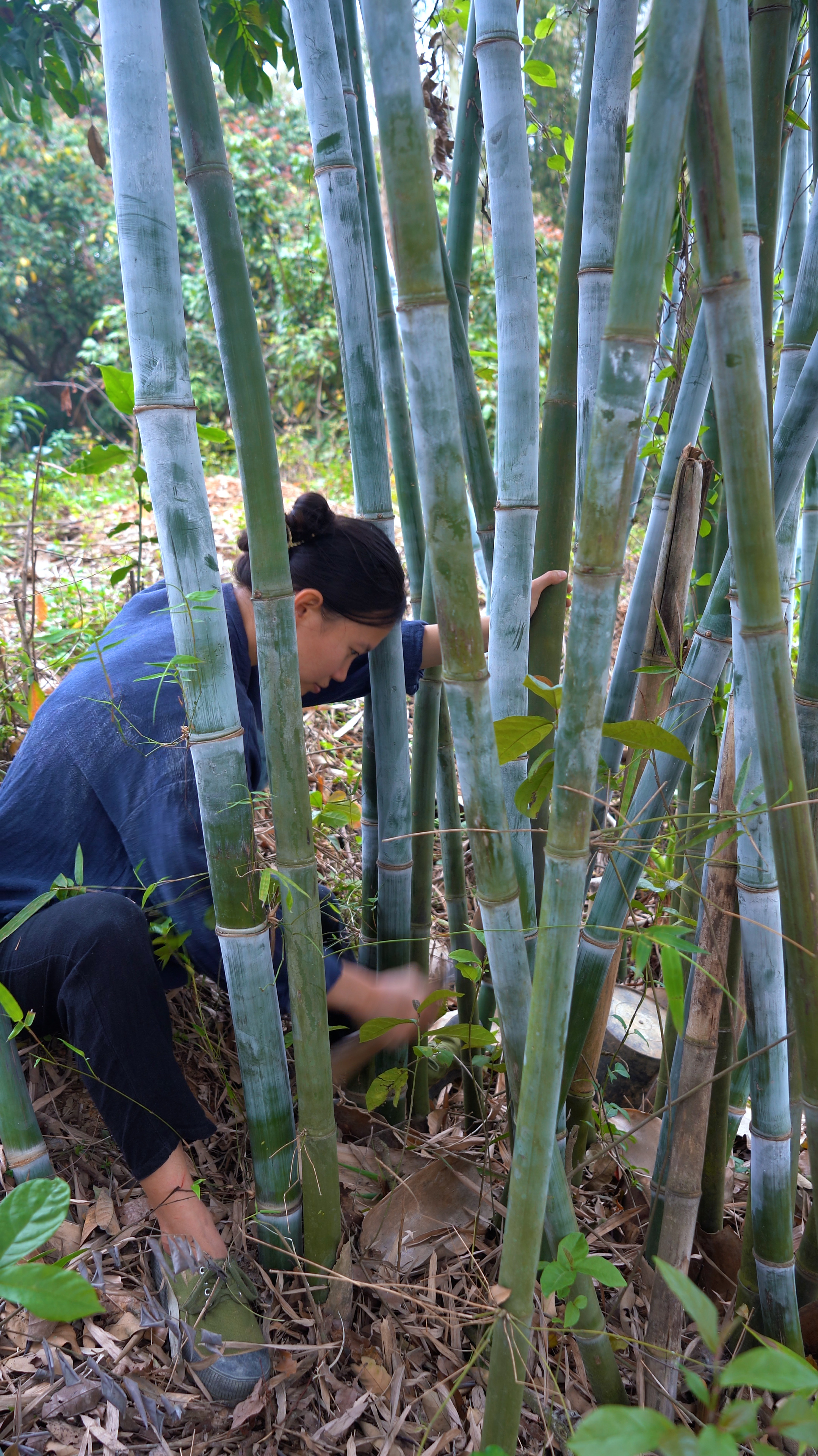 砍些竹子回家备用,晚上做一顿水煮肉片,好吃又下饭,简单又一餐