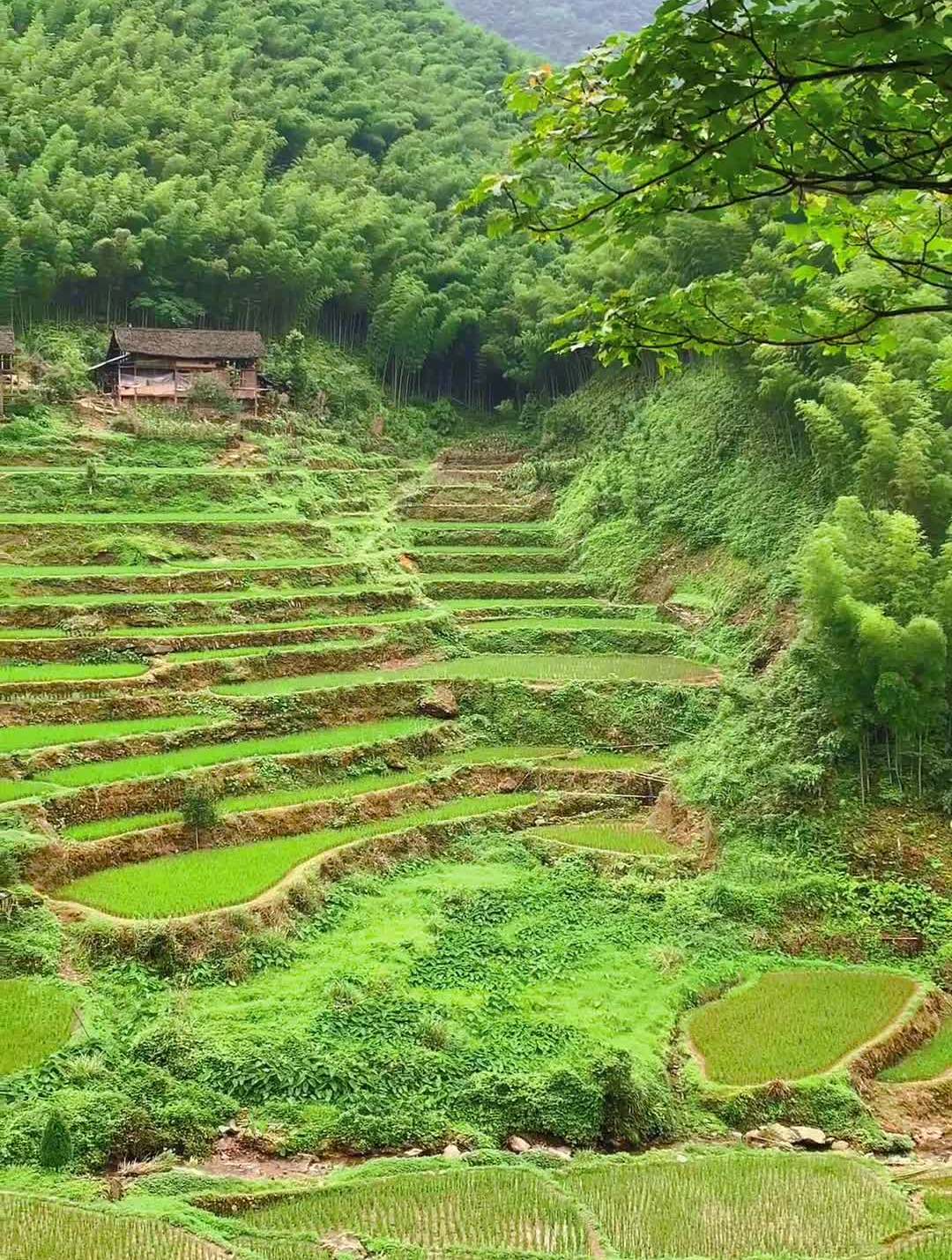 小溪流水山青水秀好地方农村慢生活 (18)
