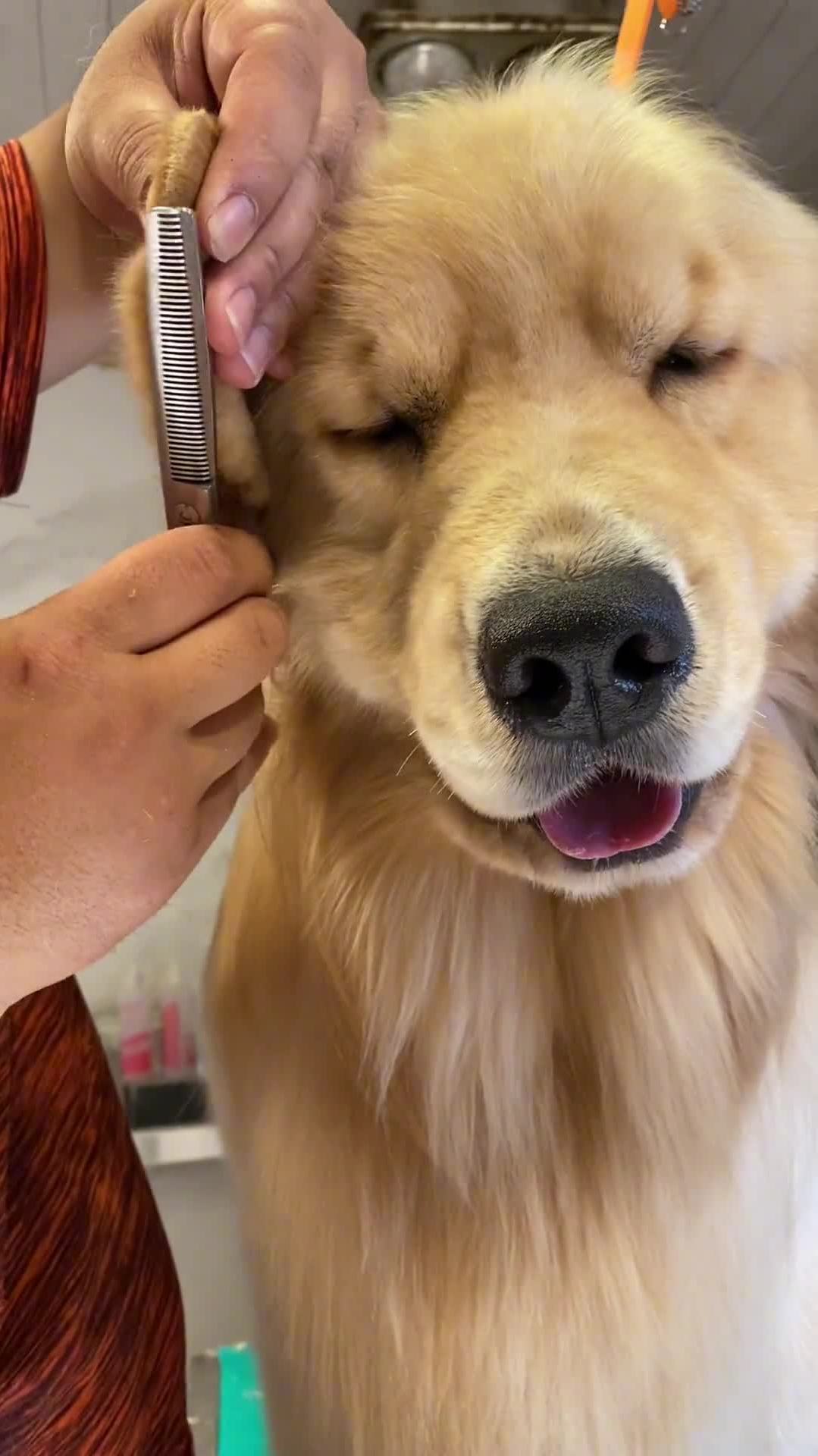 金毛美容耳部修剪