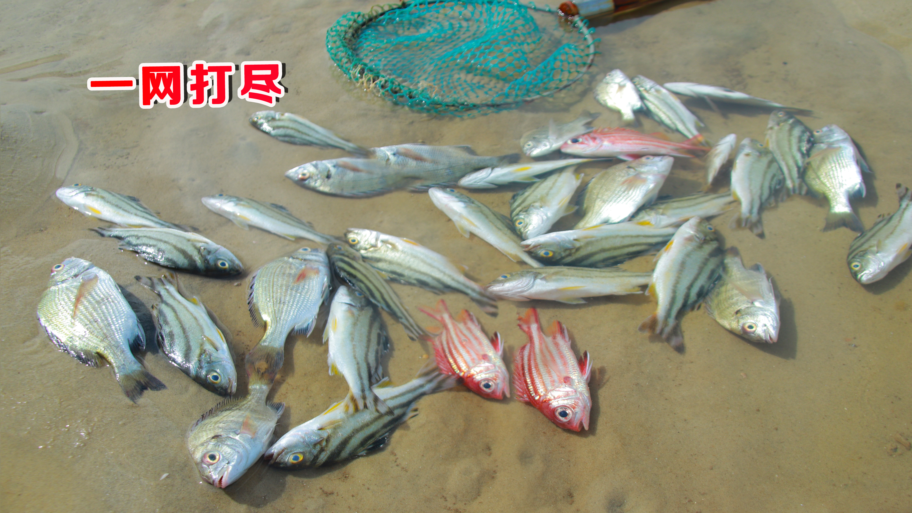 水坑里死了不少螃蟹,引来几十条鱼打窝,被阿聪一窝端了