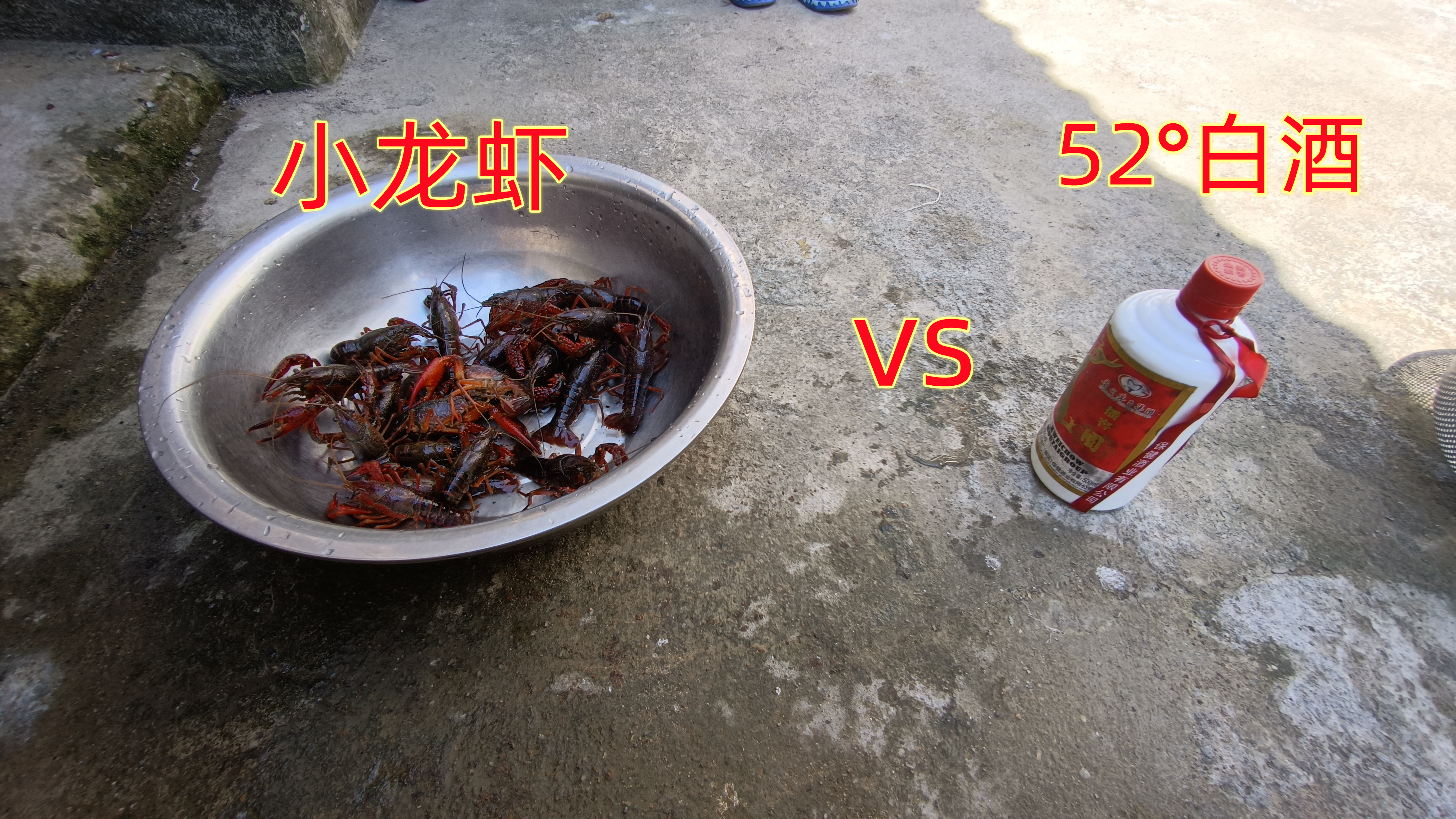 小龙虾身体里面的寄生虫,相信很多人都没见过,用52度白度泡出来