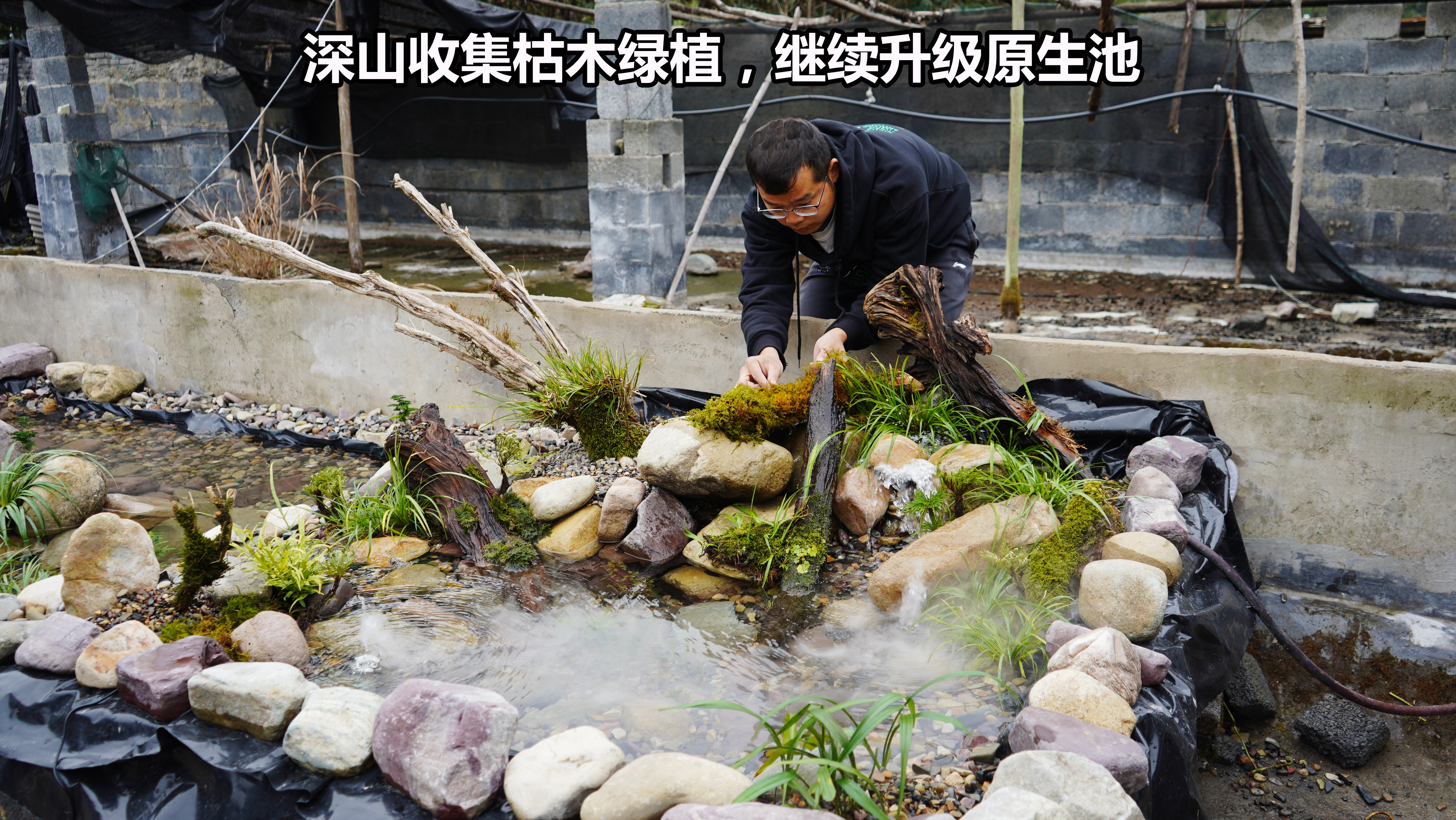 深山收集的原生枯木和绿植,放进全是鹅卵石的原生池,效果很惊艳
