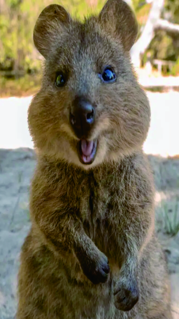 澳洲微笑鼠图片