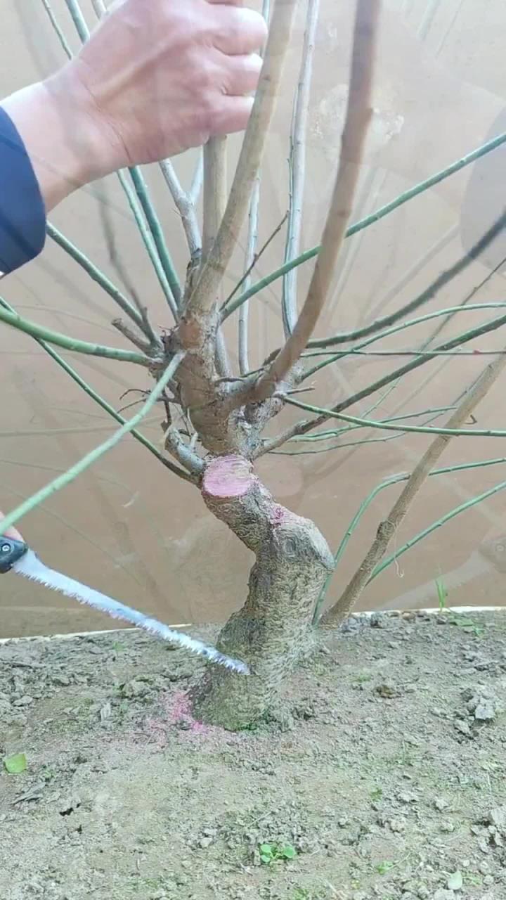 梅花修剪的方法,你学会了吗?-度小视