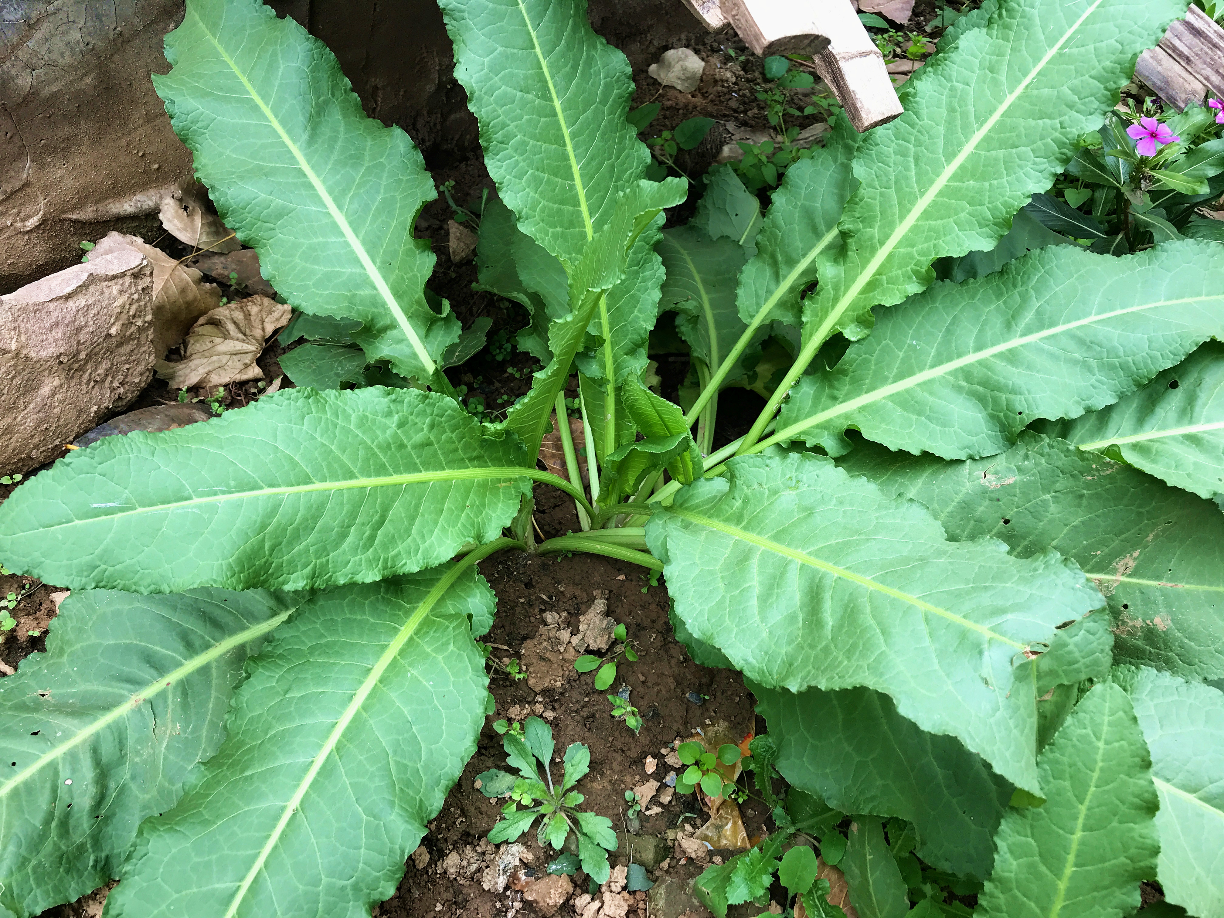 野菠菜又叫土大黄,还有的地方叫它牛舌头菜,你们那怎么称呼呢