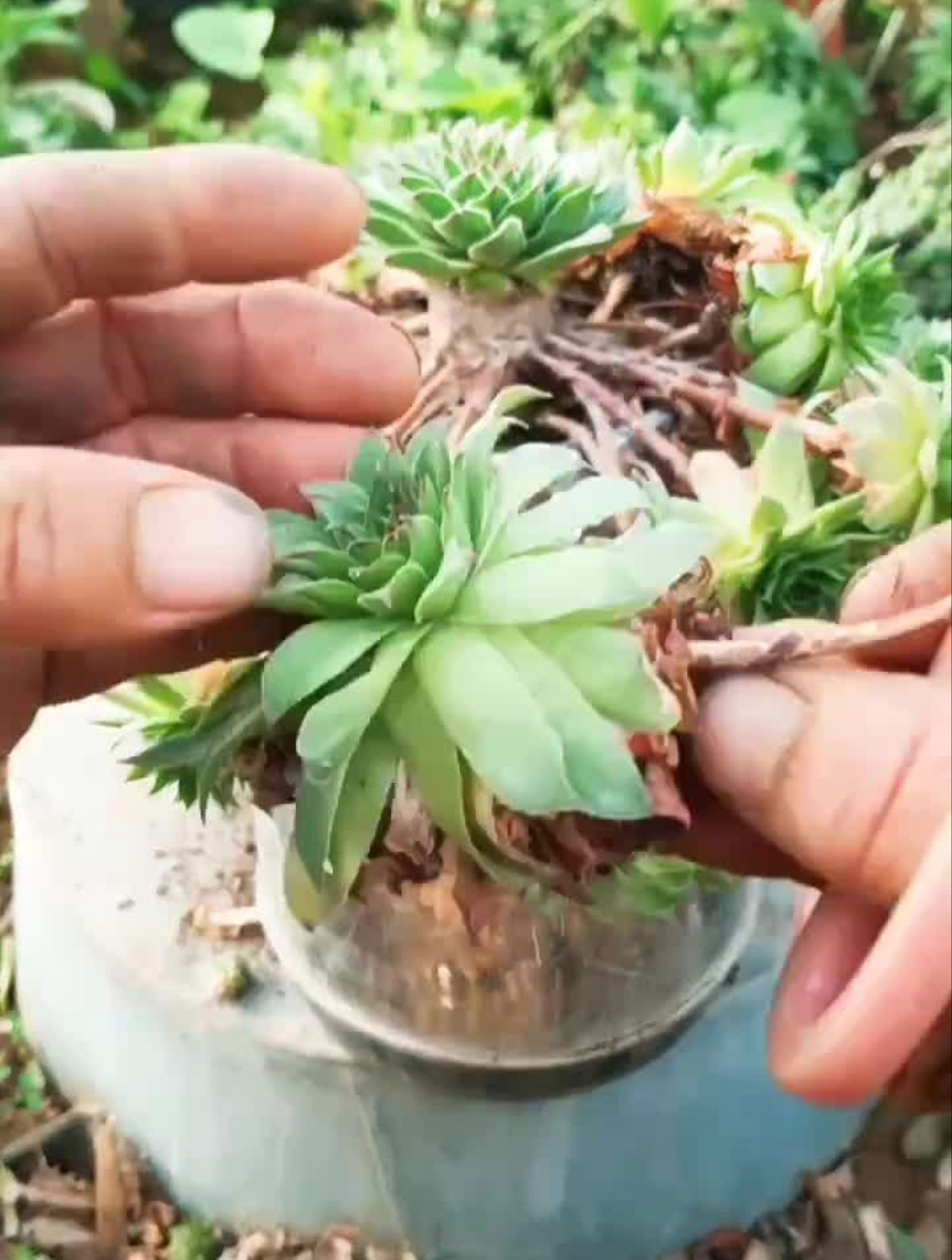 养好观音莲要勤于修剪,修剪后不要浇水