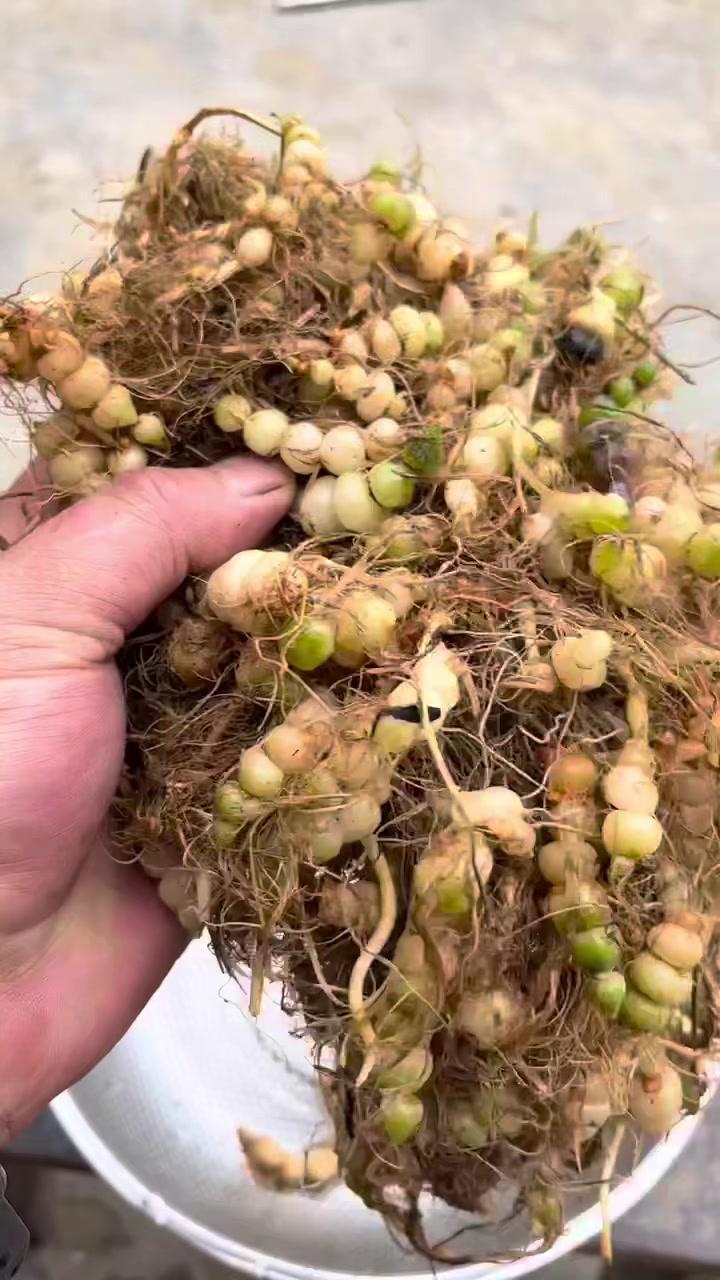 九头狮子草 苗家称 咕噜子约