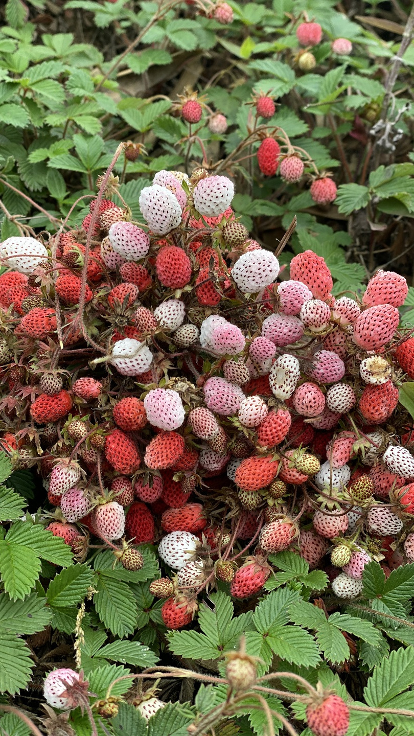 山里摘2颗野草莓,奶香味十足,还阔以