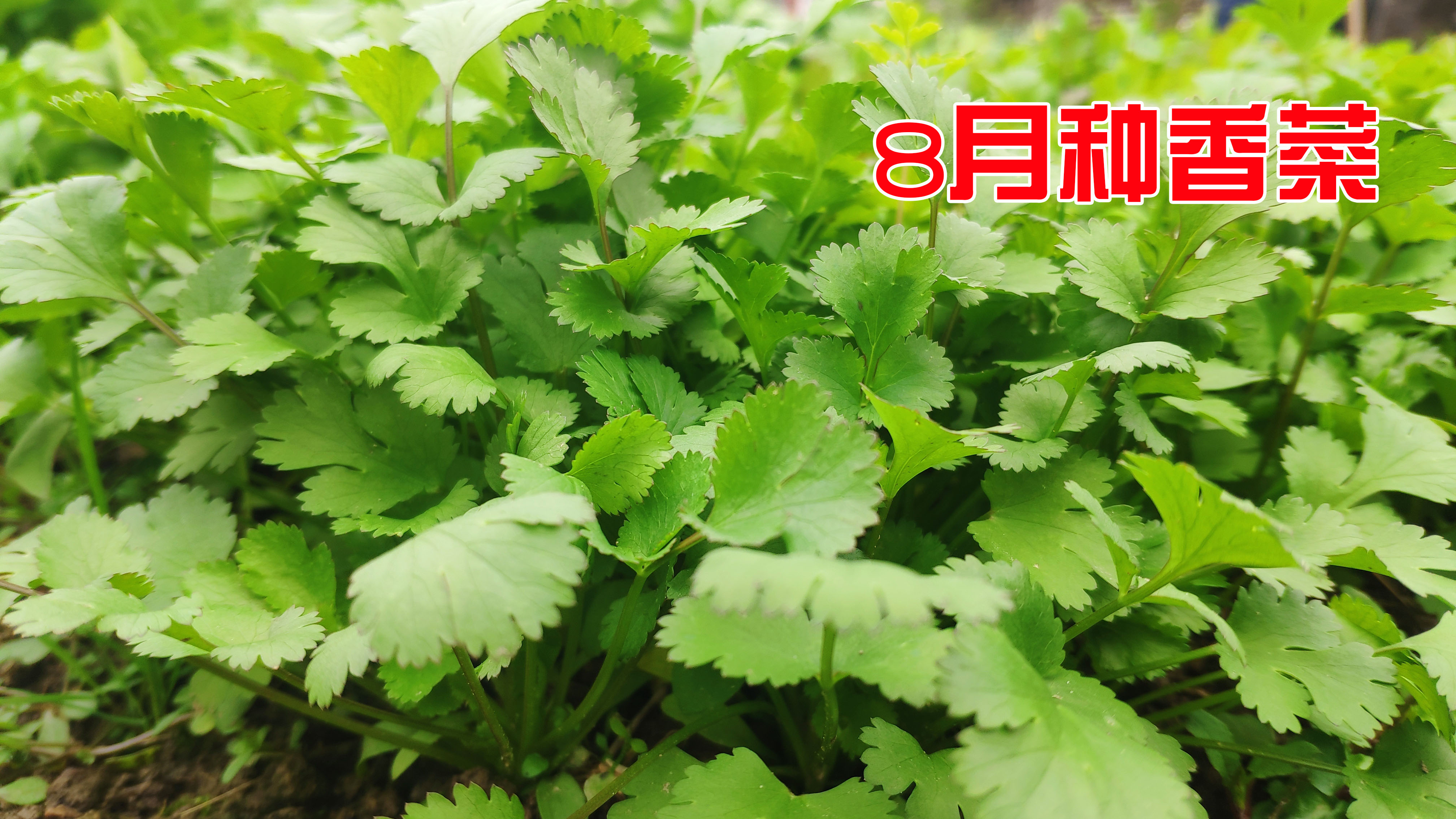8月种香菜有技巧,种后做一个小动作发芽快出苗齐,拔一茬又一茬