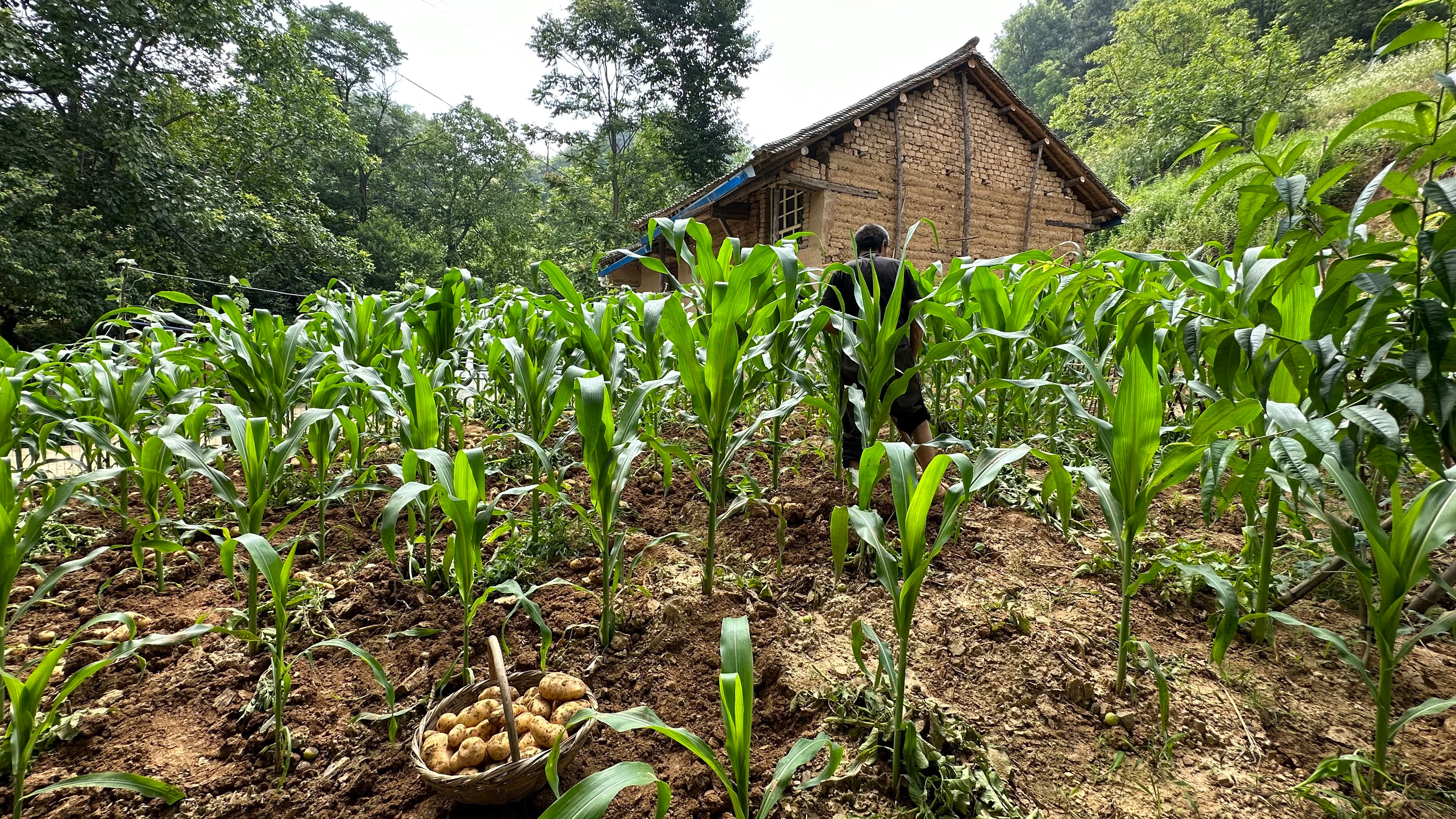 和我爸将家门口的土豆挖了,基本都是一斤左右,下午做豆角蒸面吃