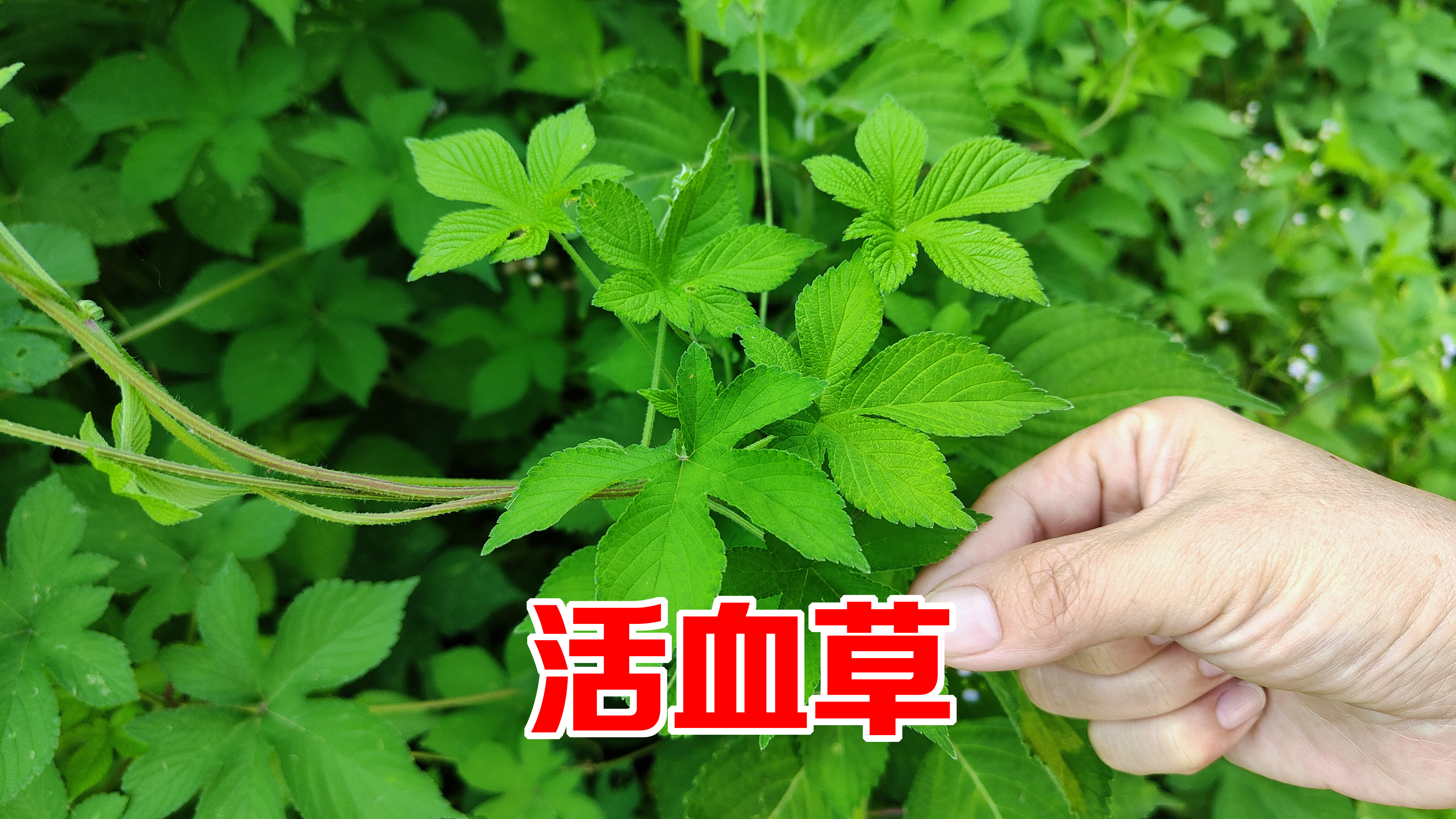 拉拉秧被称为“活血草”,它这3大妙用太厉害了,或许对你有帮助