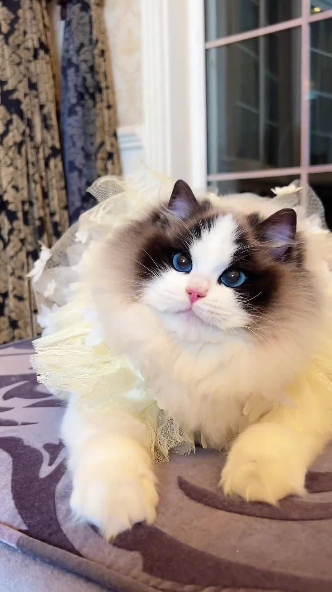 精致的波波脸-安吉丽娜妹妹布偶猫仙女猫猫