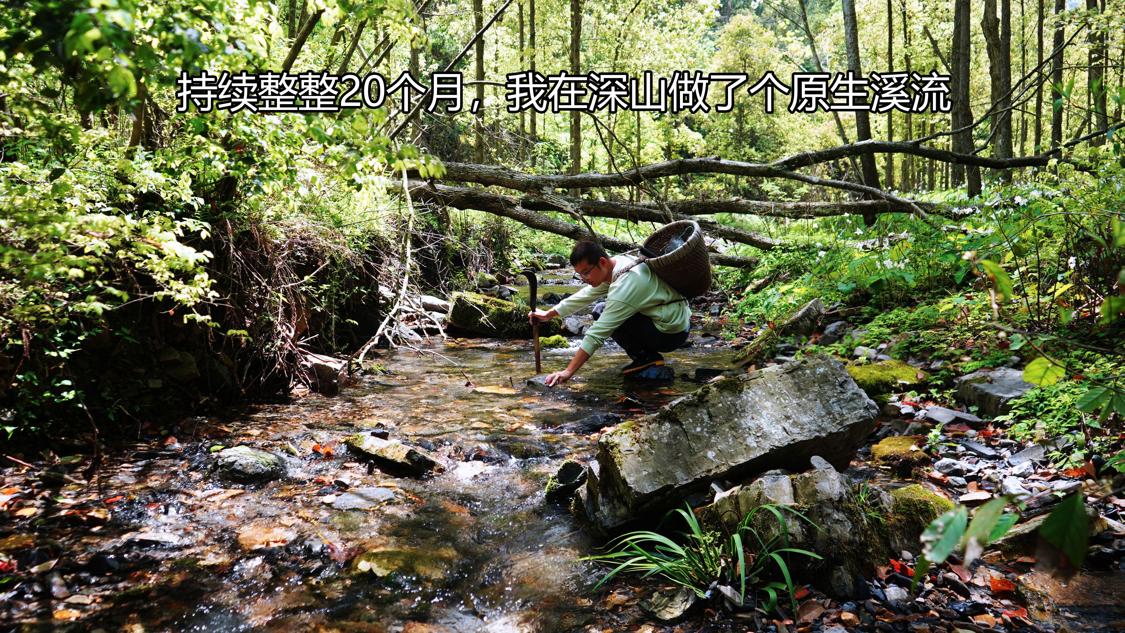 我在深山做了一条原生溪流,20个月过去了,冷水鱼群恢复得咋样了