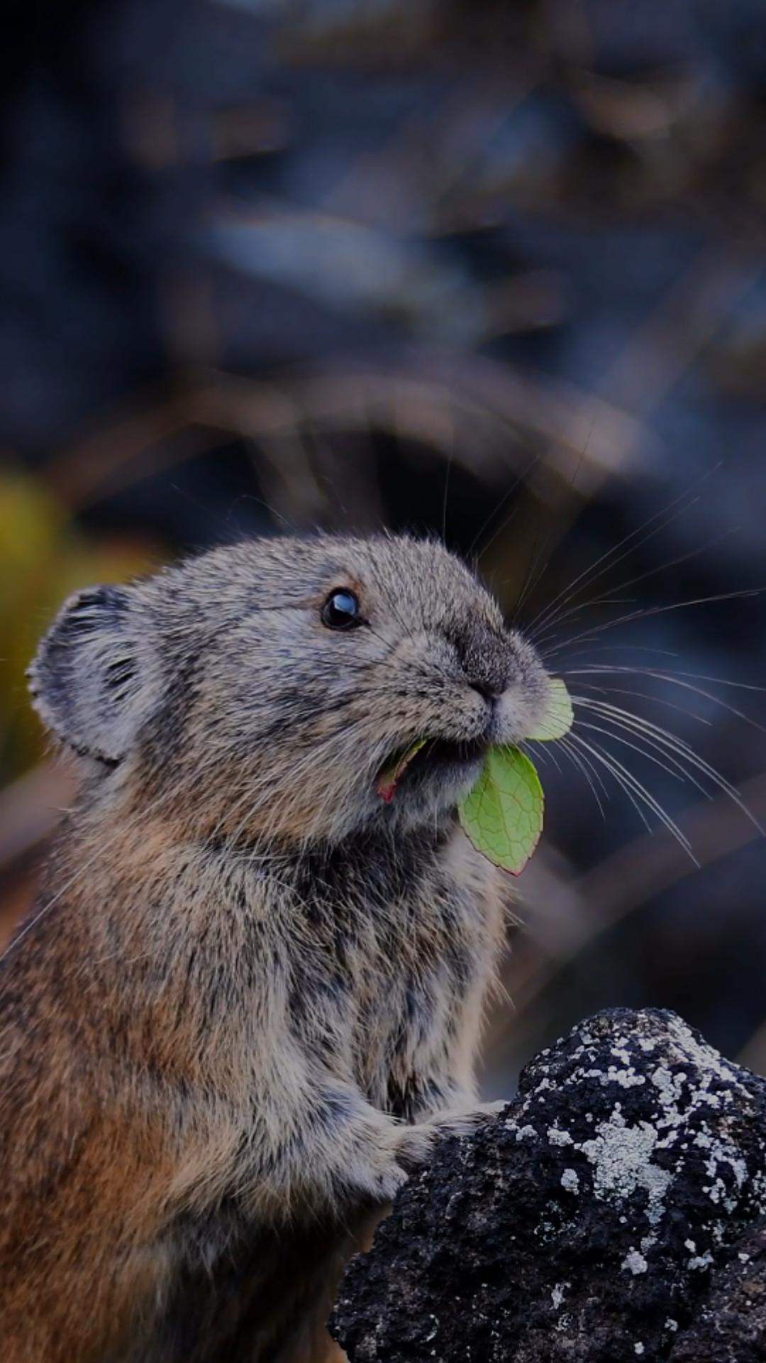在打盹的鼠兔,醒来去采摘花草