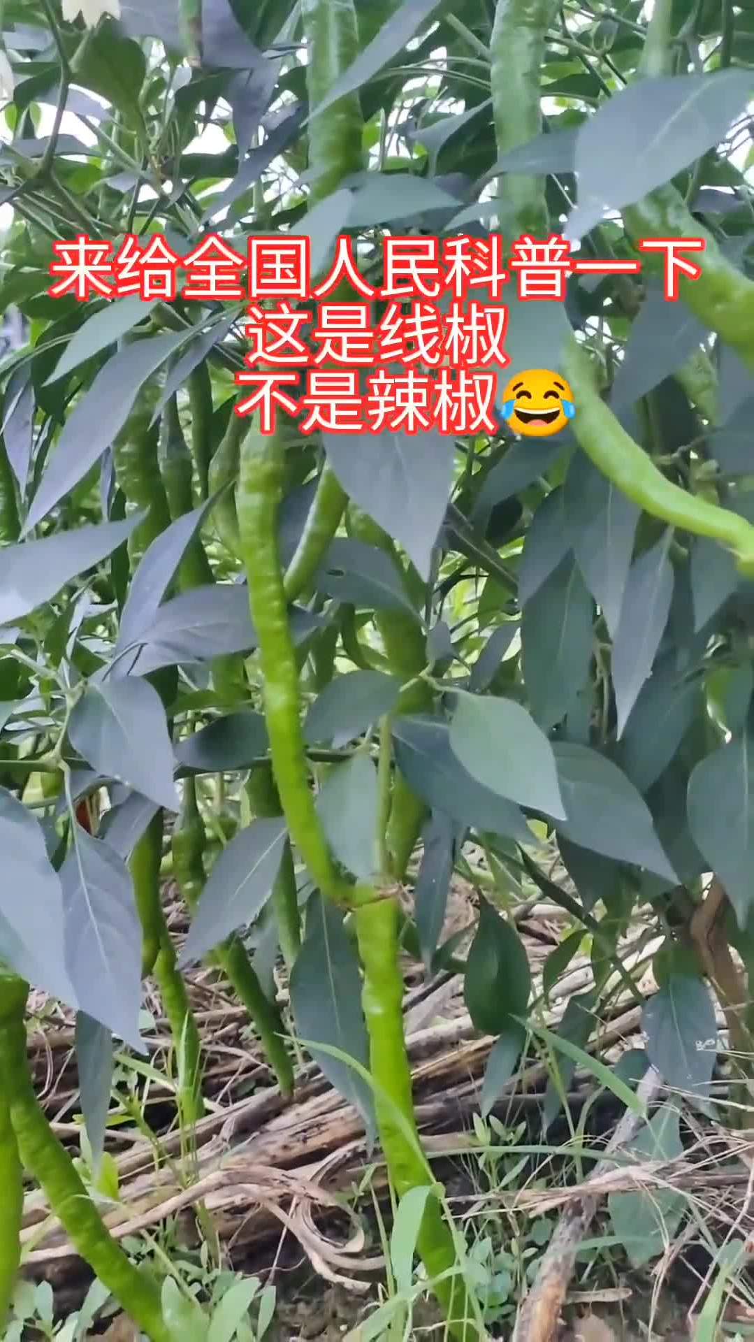 不能走绿色通道!真是贫穷限制了我的想象力